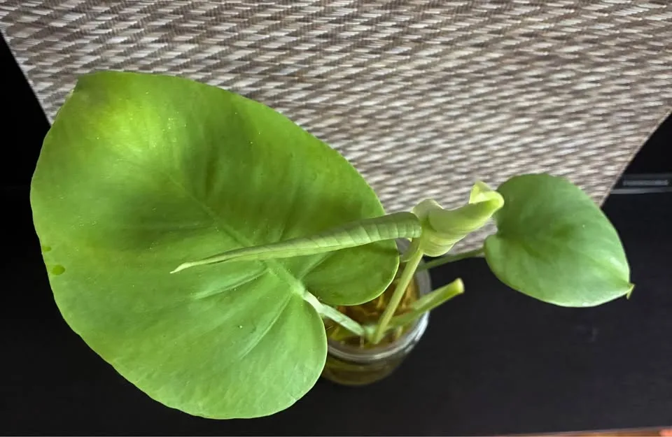 Monstera Deliciosa image indicator(2)