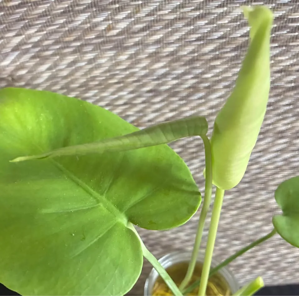 Monstera Deliciosa image indicator(3)