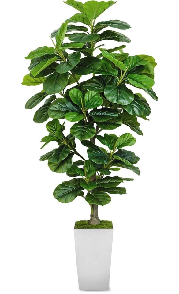 6FT Artificial Fiddle Leaf Fig Tree - photo 5