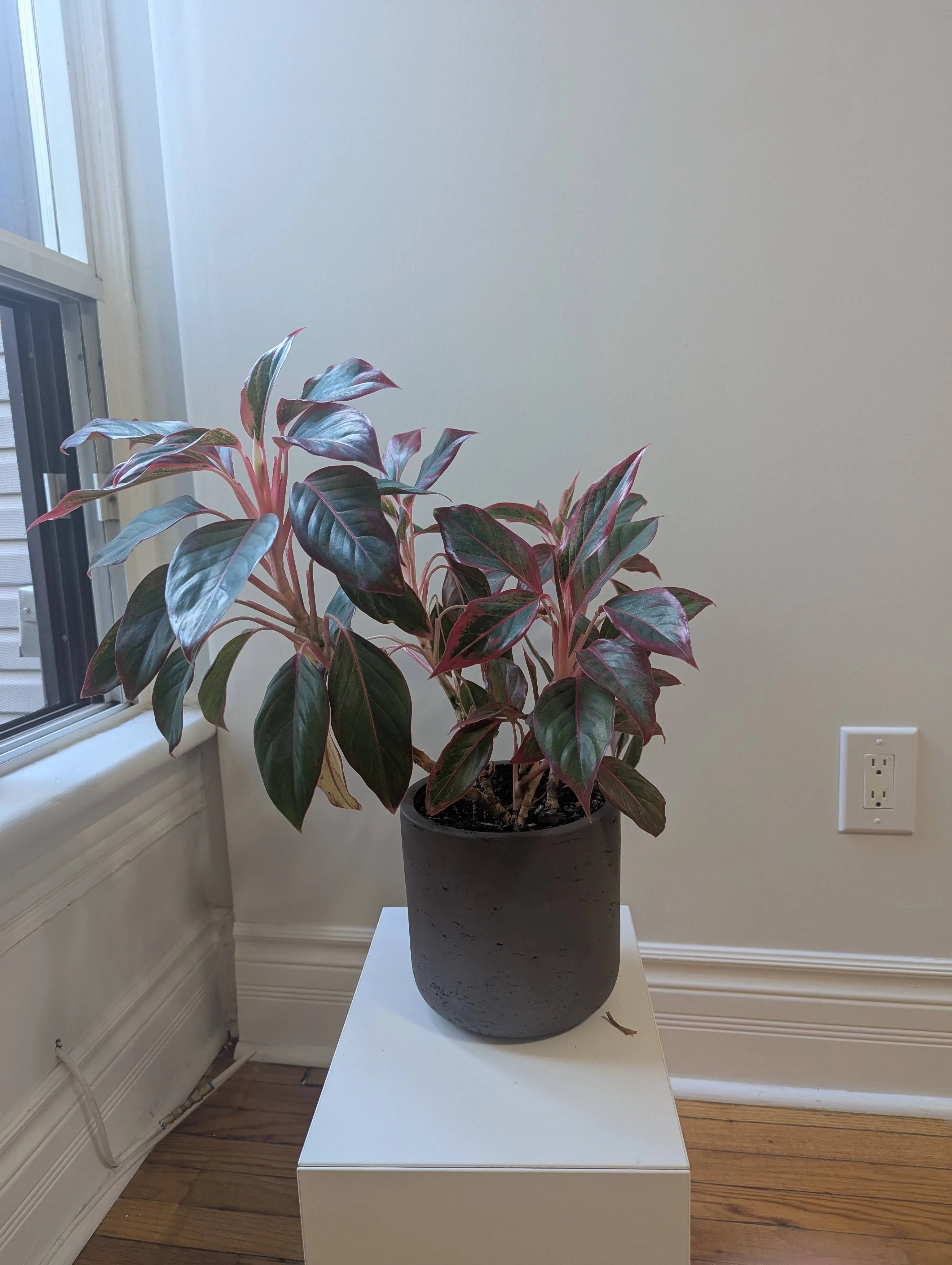 Vibrant Red Aglaonema Plant in Modern Pot - Easy Care! thumbnail