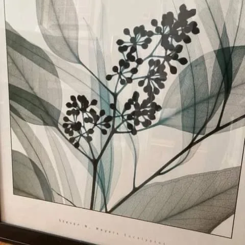 Framed X Ray Flower Photograph image indicator(2)