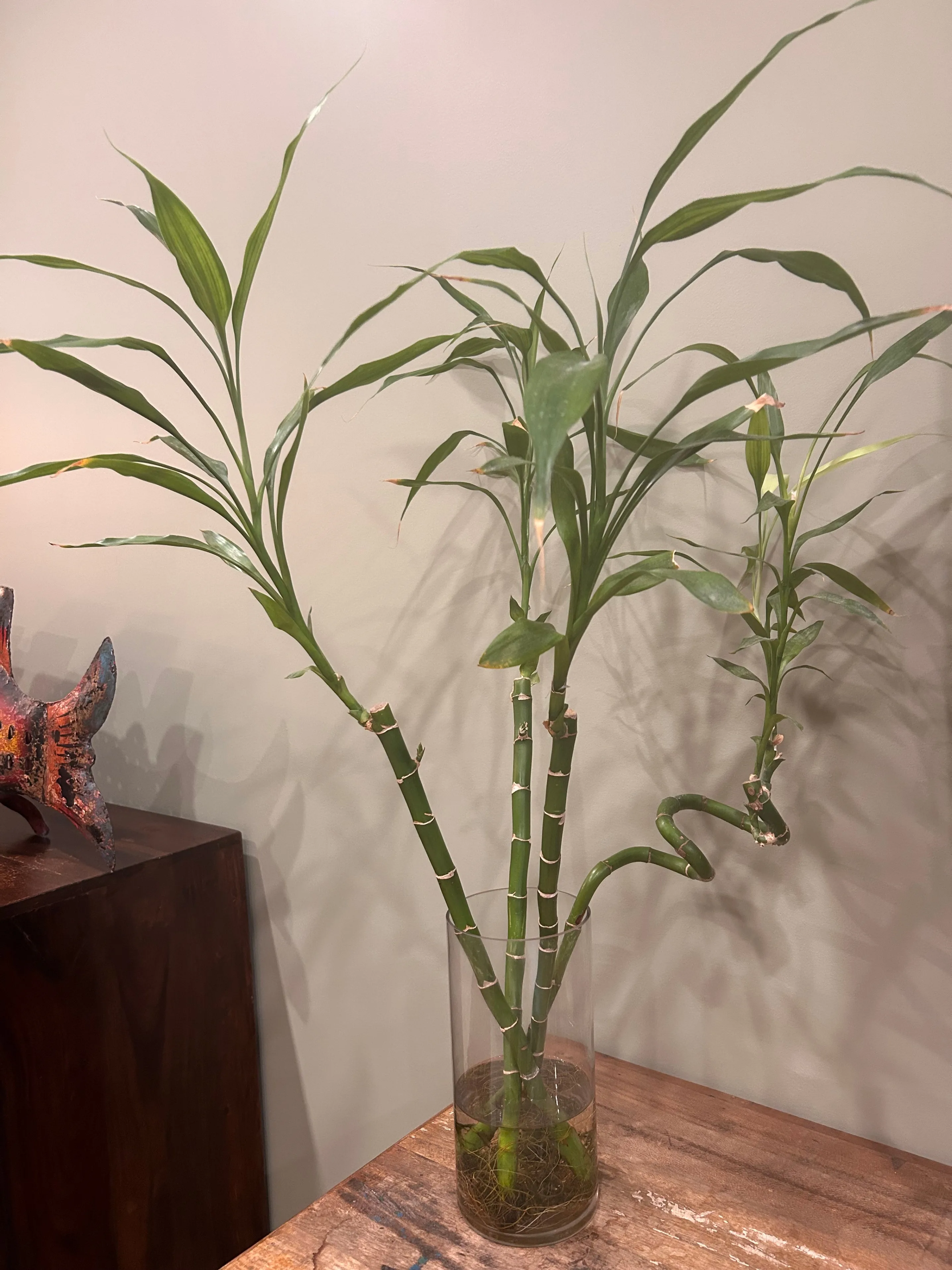 Overseas Moving sale - Lucky Bamboo and Vase thumbnail