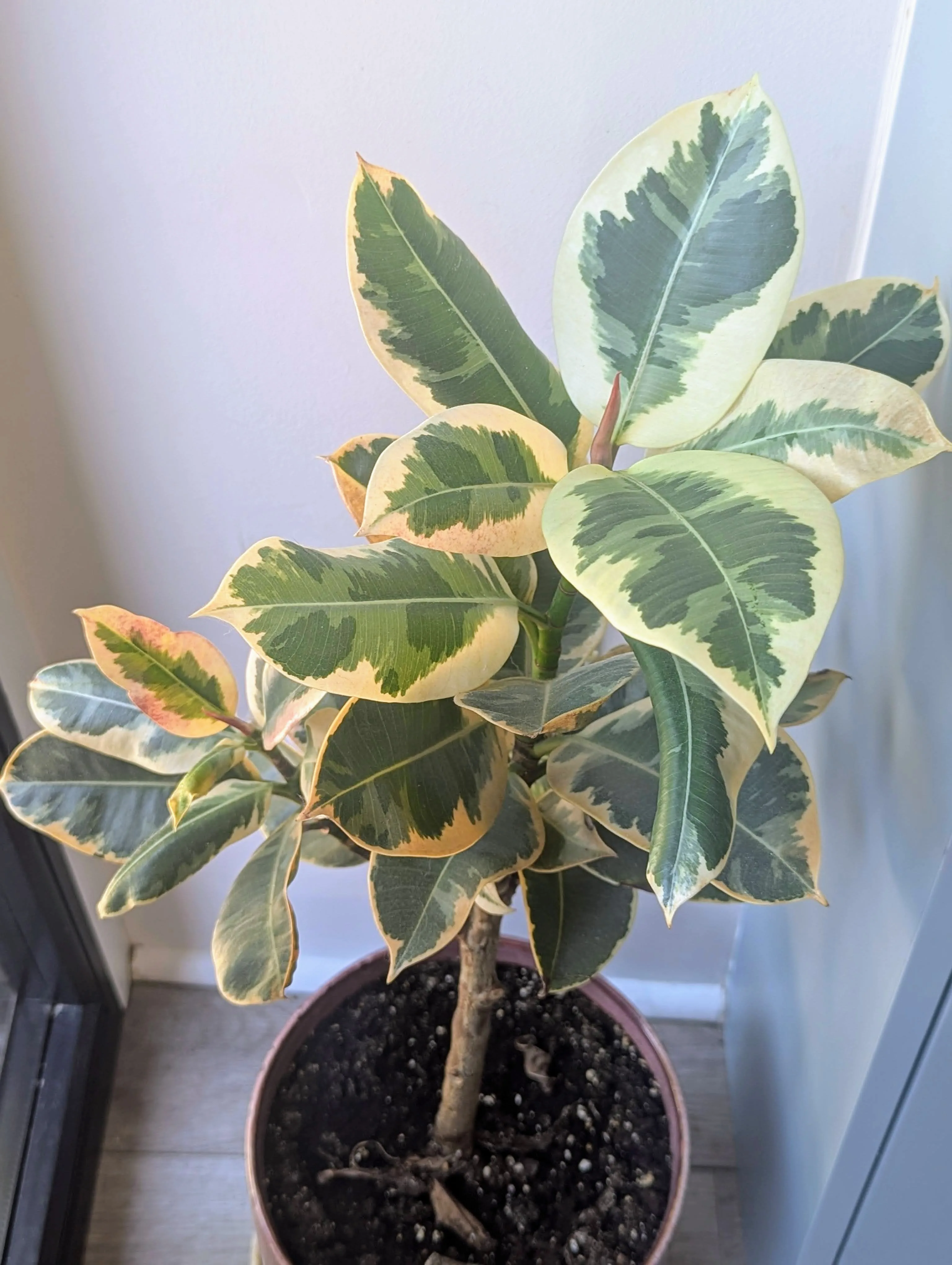 Variegated Rubber Plant (Ficus Tineke) with Ceramic Pot thumbnail