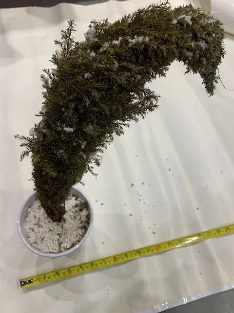 Lone Pine Dry Christmas Tree - Real Dry Tree thumbnail