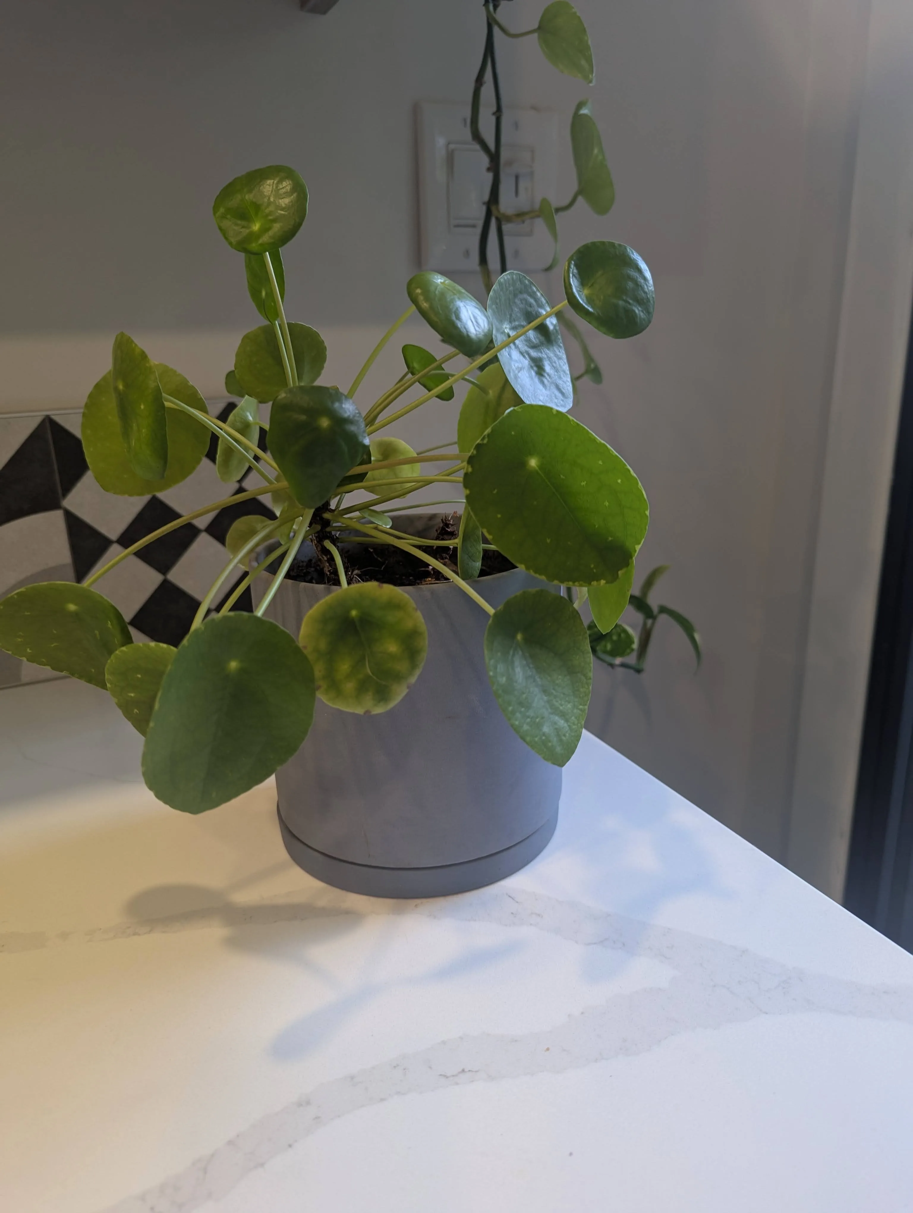 Charming Chinese Money Plant (Pilea) in Grey Pot thumbnail