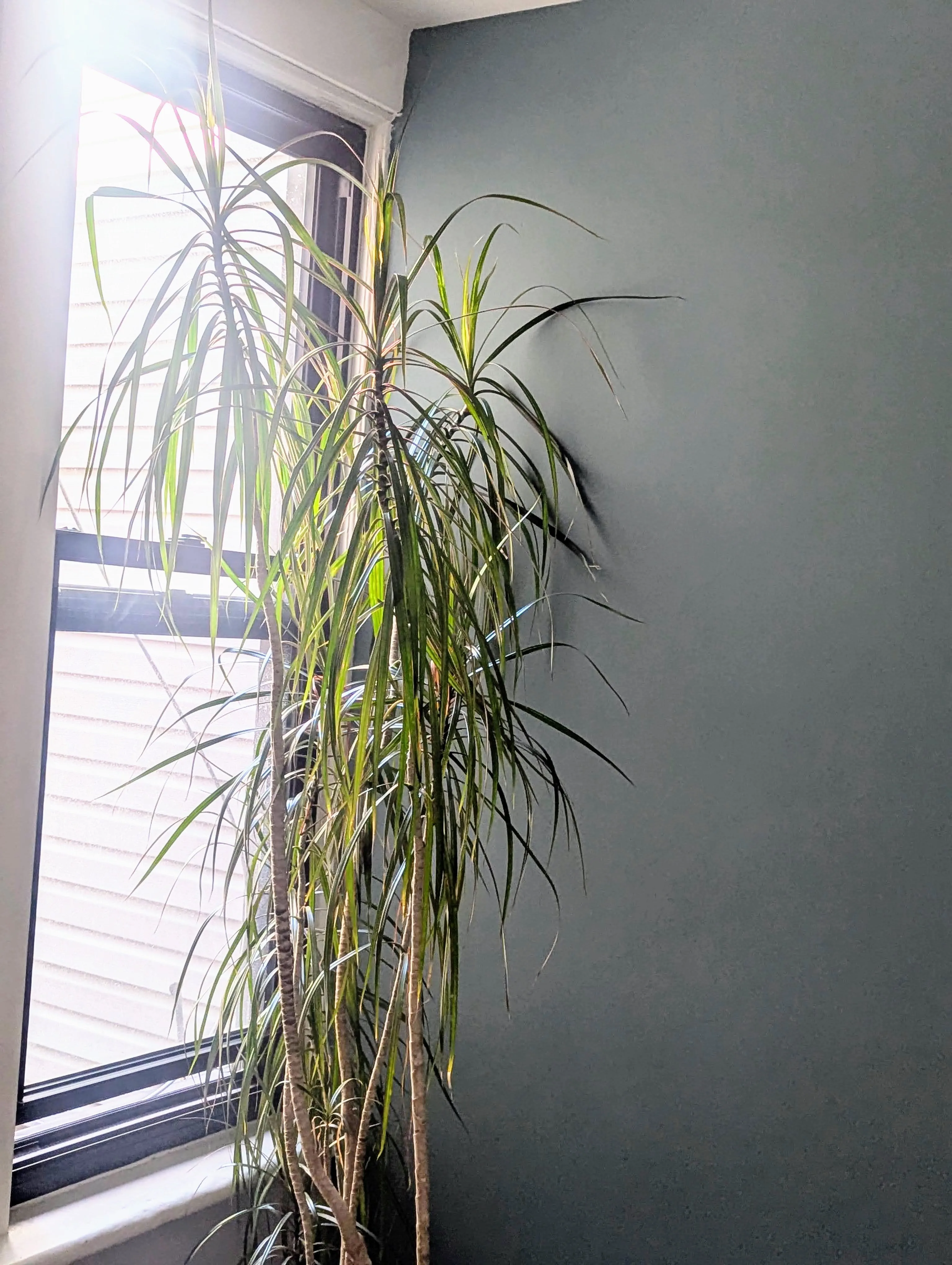 Tall Dracaena Marginata (Madagascar Dragon Tree) thumbnail