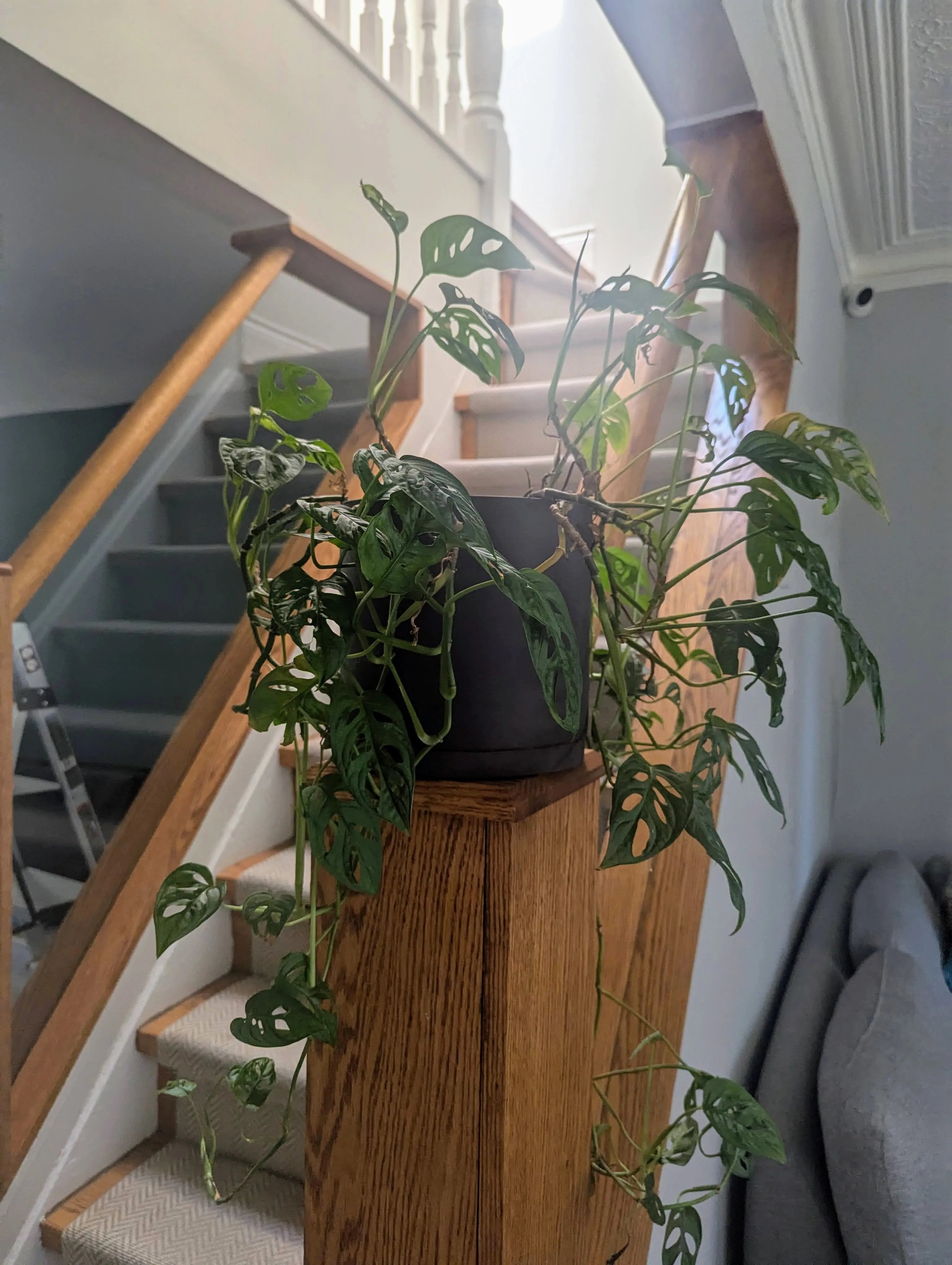Monstera Adansonii (Swiss Cheese) + Grey Ceramic Pot & Saucer thumbnail