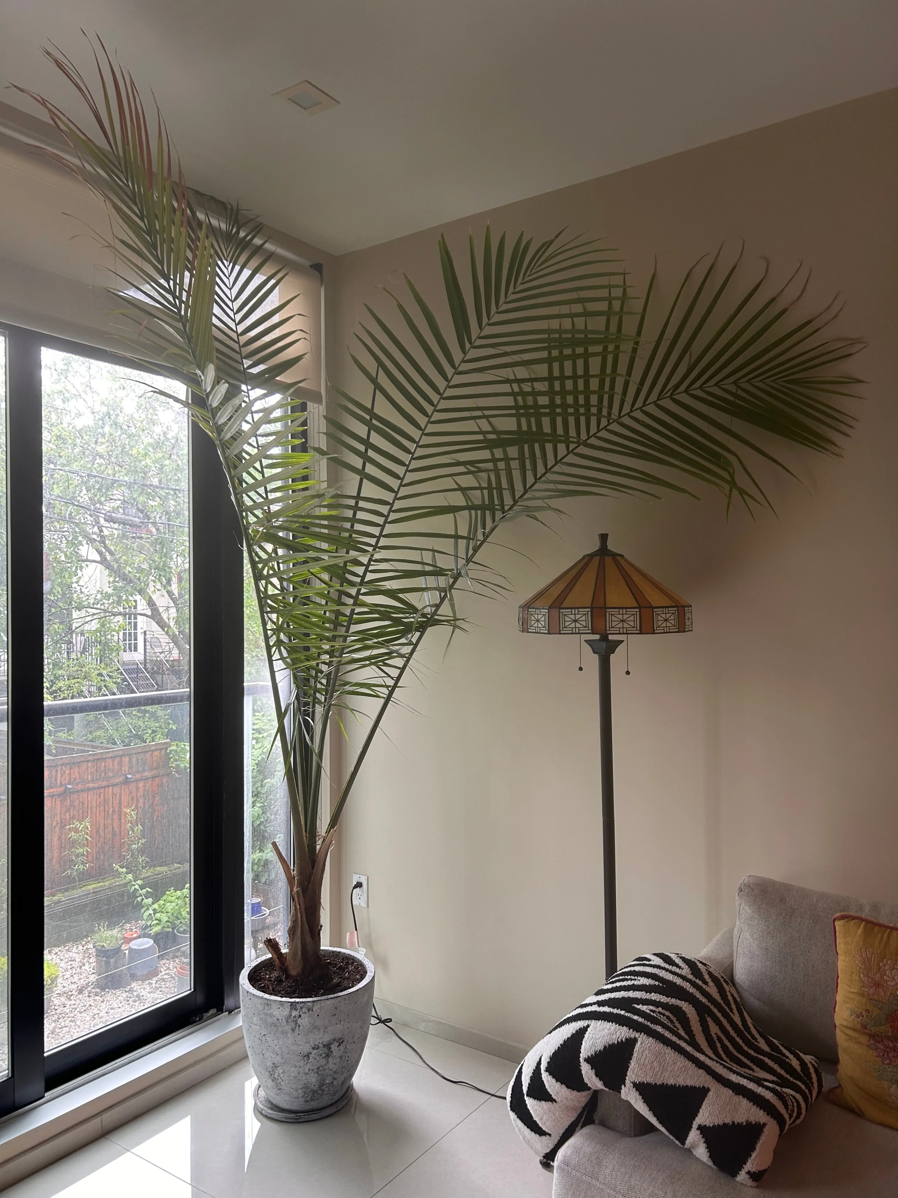 Overseas Moving Sale - Giant XL Palm Tree thumbnail