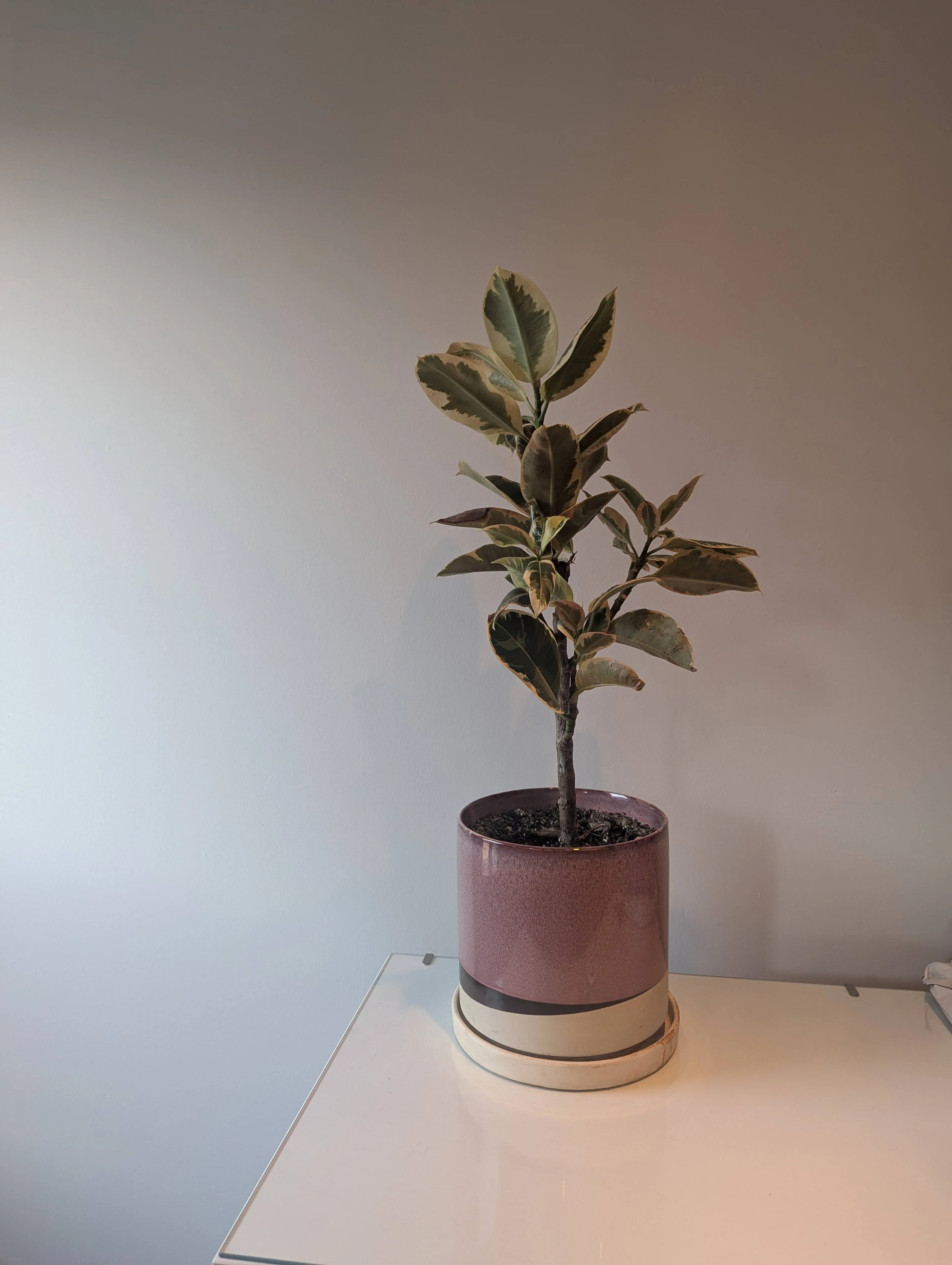 Beautiful Variegated Rubber Plant (Ficus Tineke) with Pot thumbnail