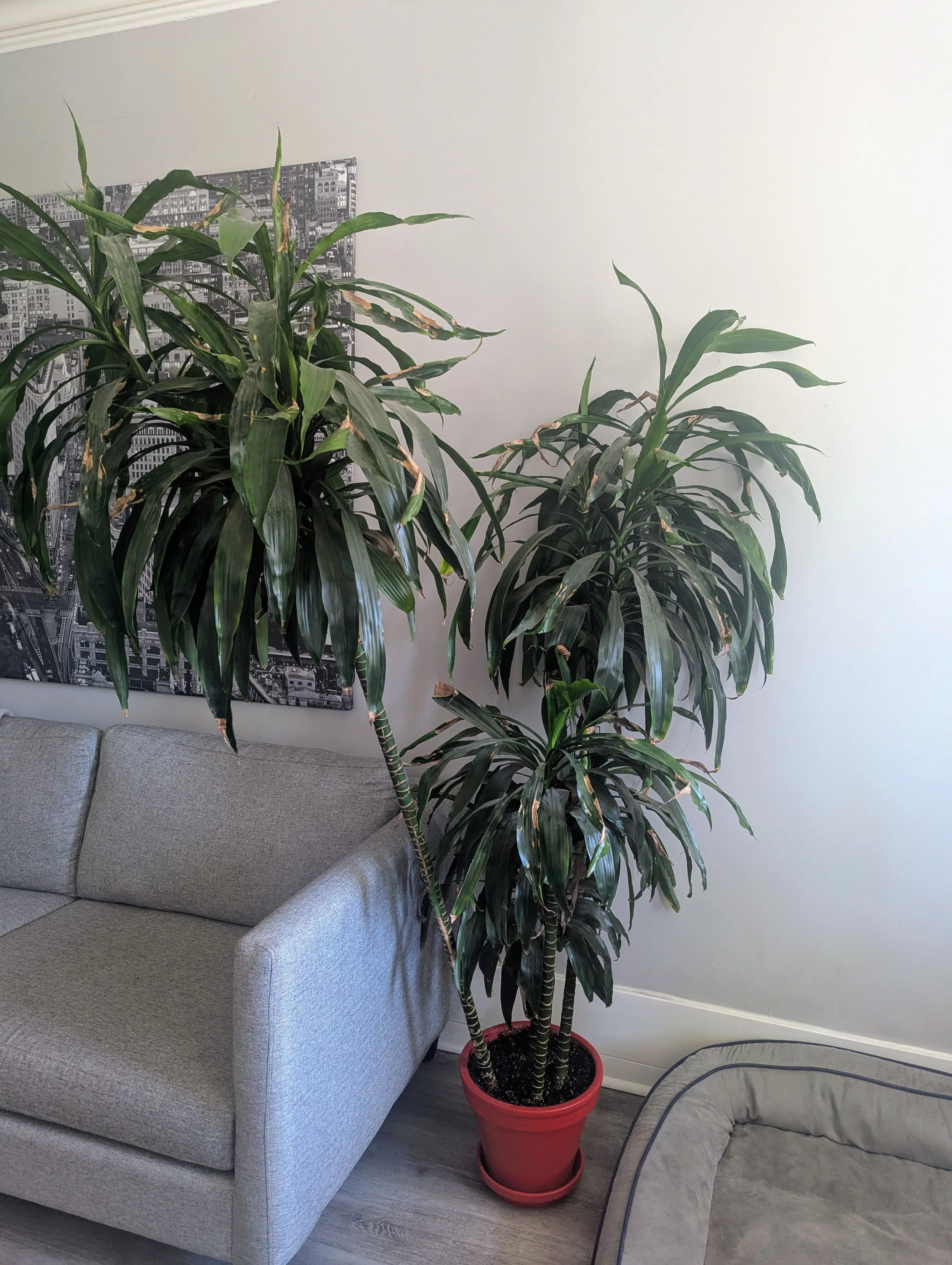 Large Dragon Plant (Dracaena) with Ceramic Pot & Saucer! thumbnail