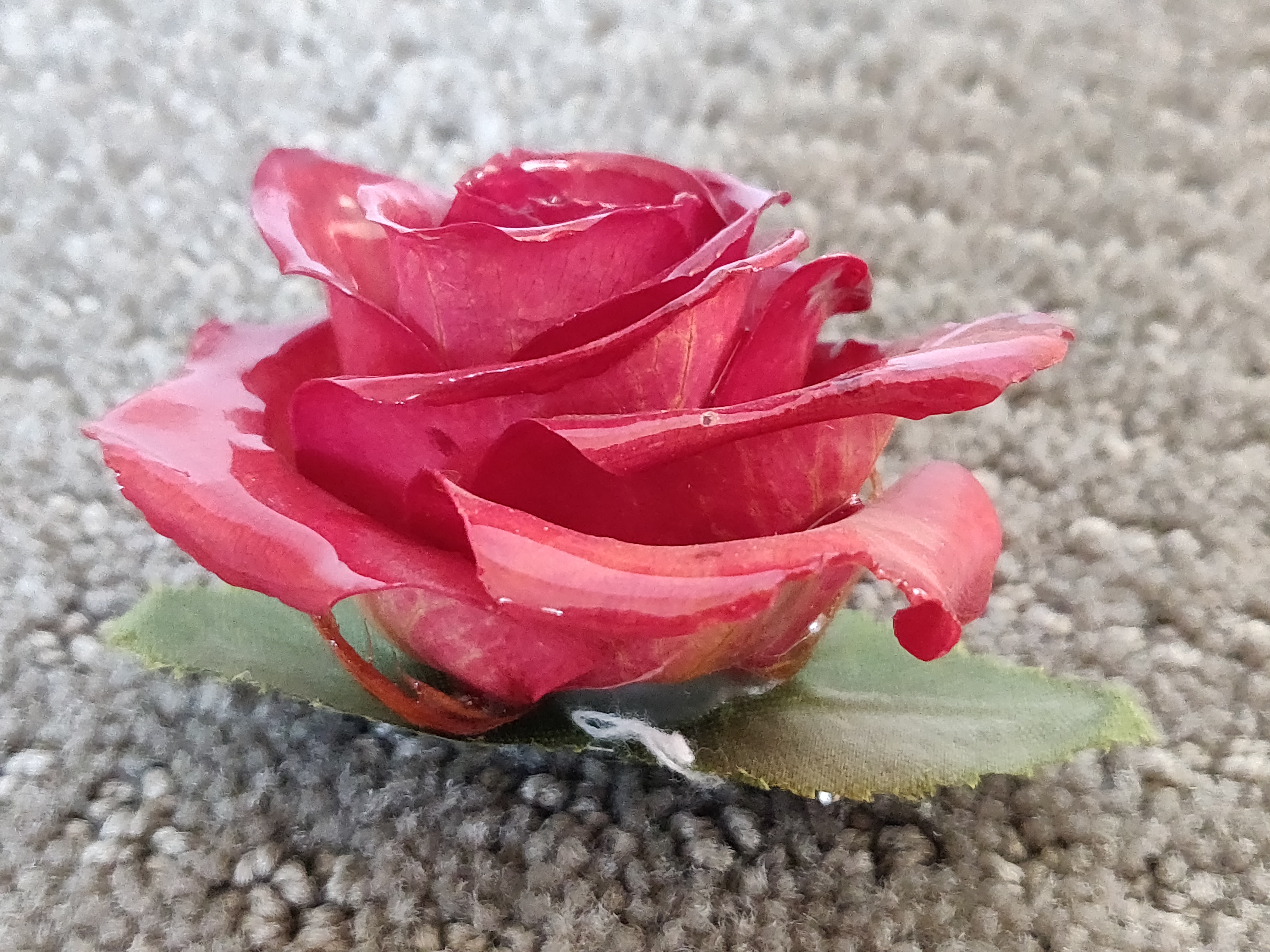 Vintage Natural Preserved Rose Flower Pin Brooch Butchart Garden - photo 4