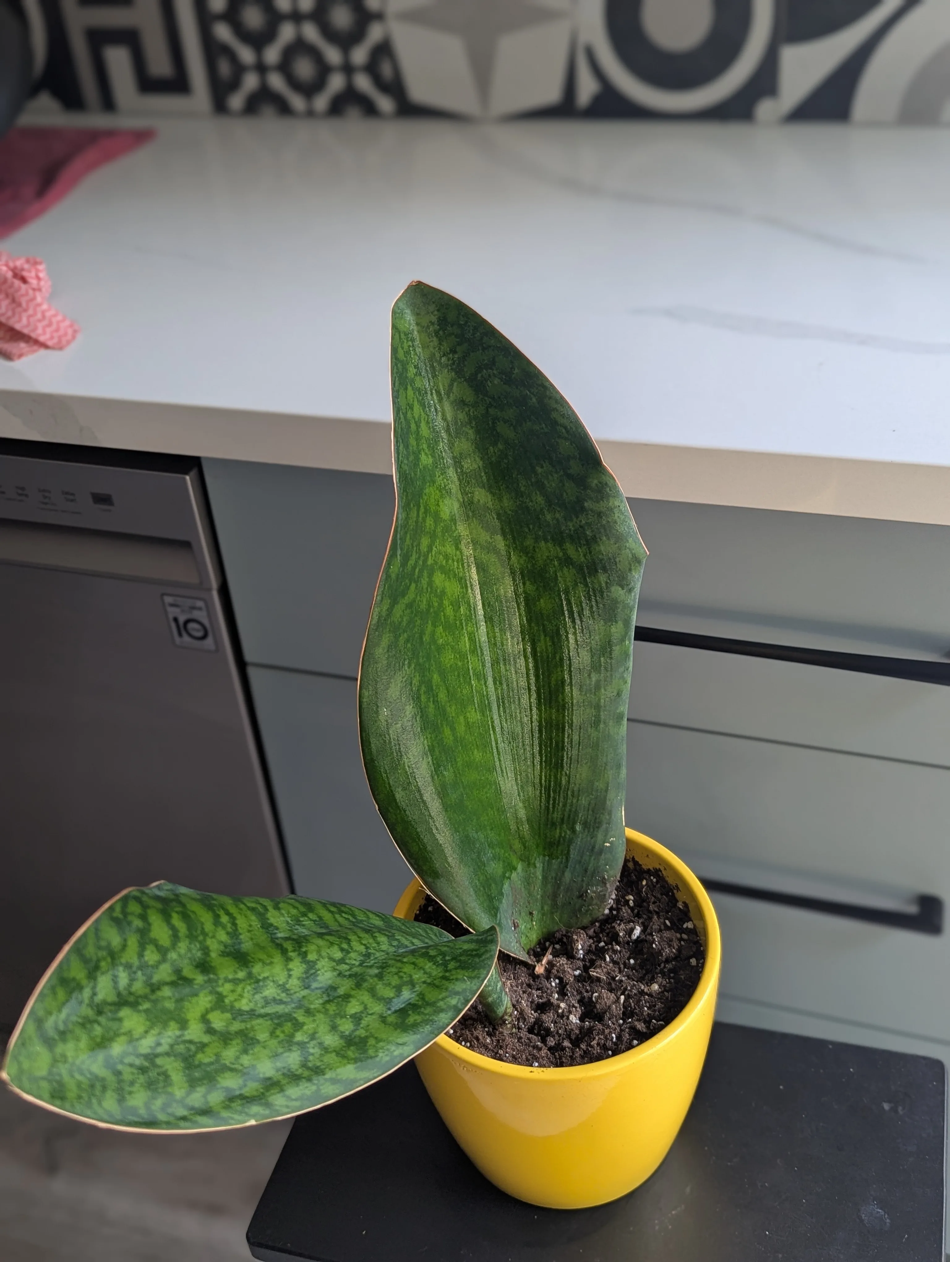 Sansevieria Masoniana 'Whale Fin' in Yellow Pot thumbnail