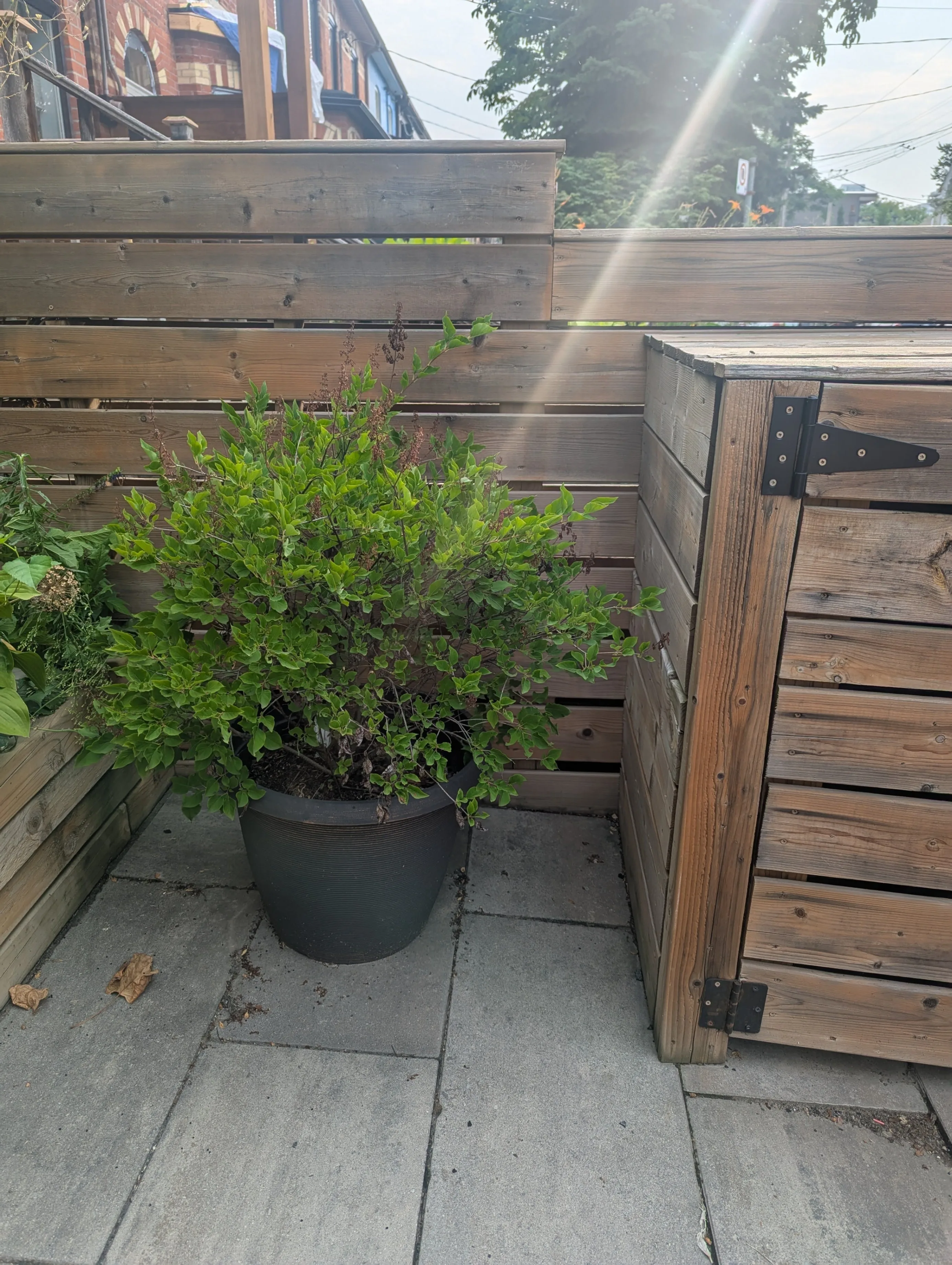 Lilac 'Miss Kim' Plant in Large Pot - Deer Resistant image indicator(2)