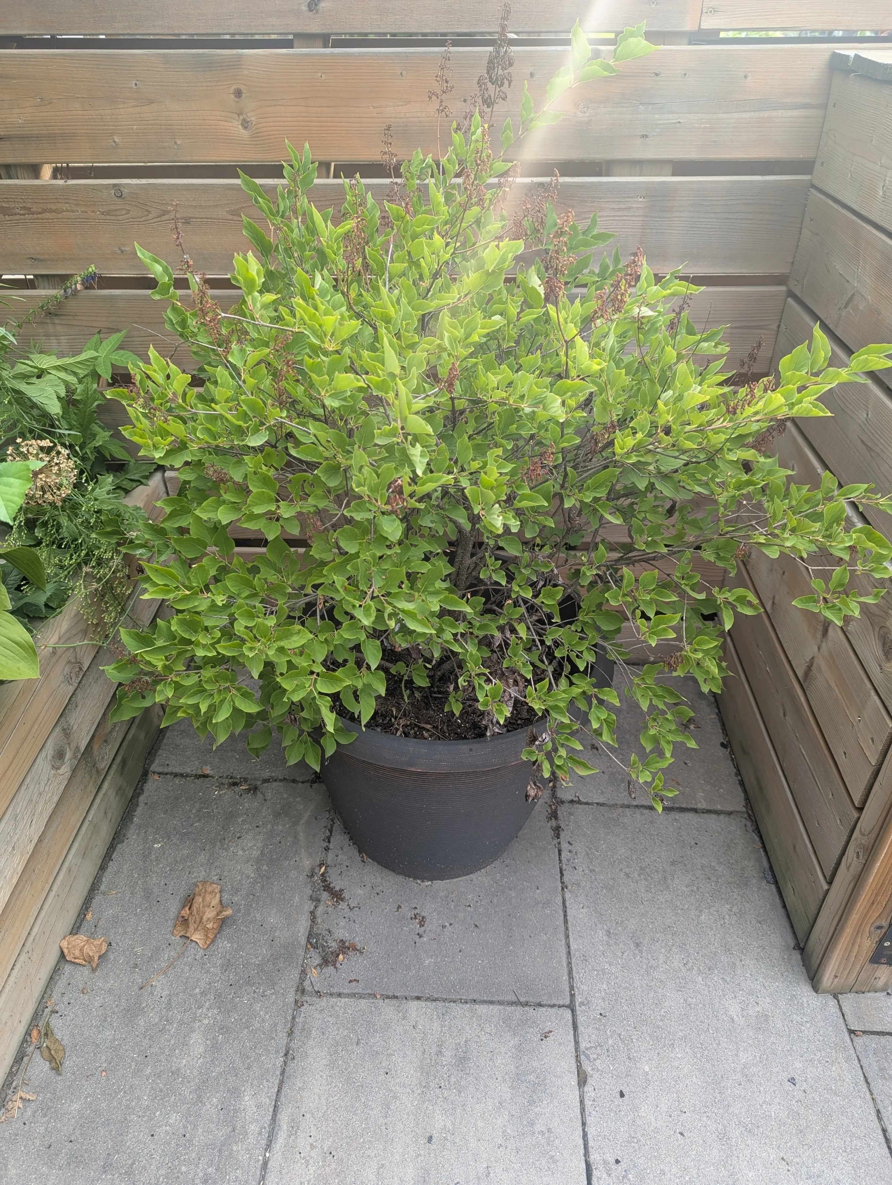 Lilac 'Miss Kim' Plant in Large Pot - Deer Resistant thumbnail