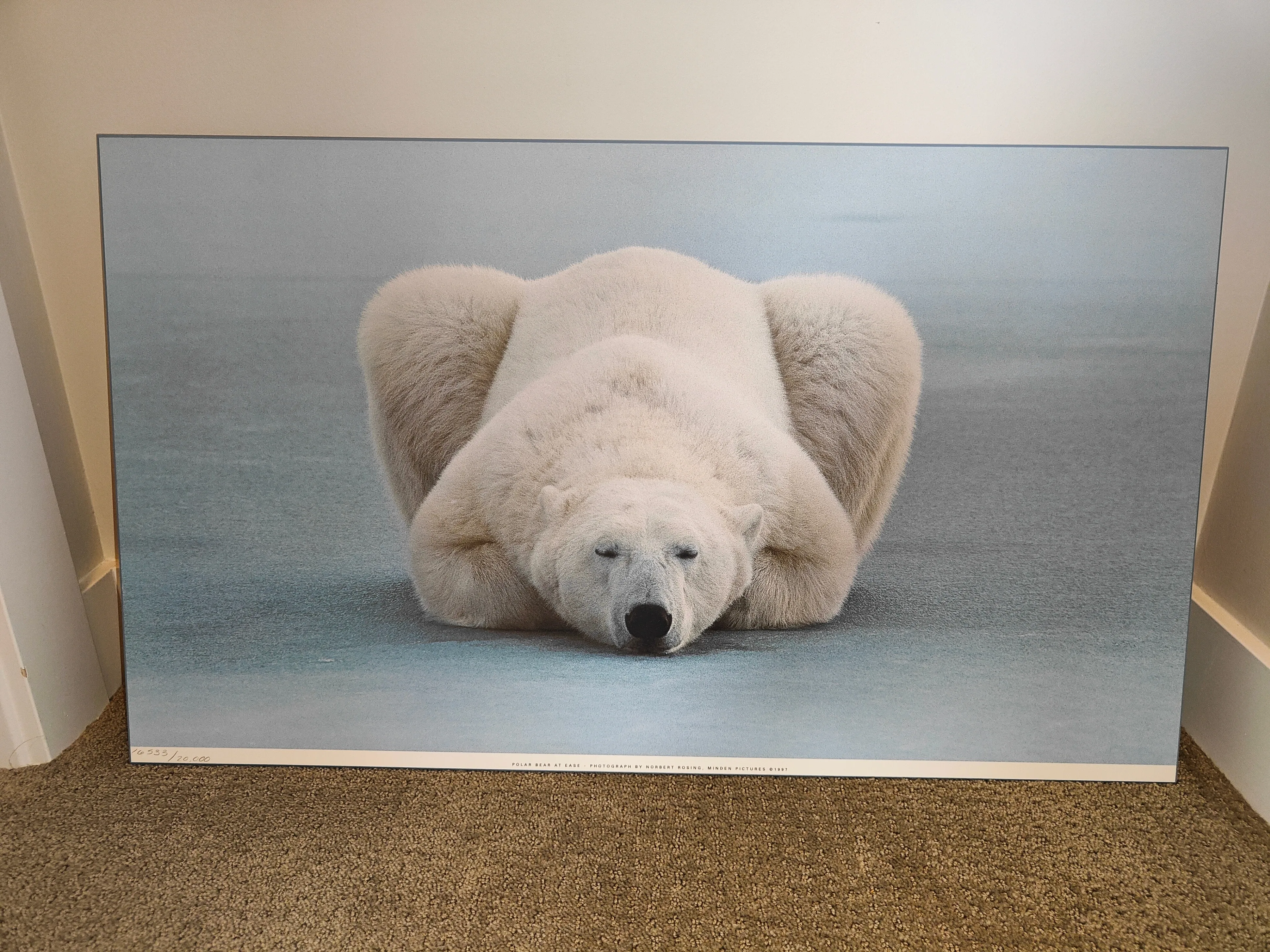Polar Bear At Ease Art Print by Norbert Rosing - Wildlife Photo thumbnail