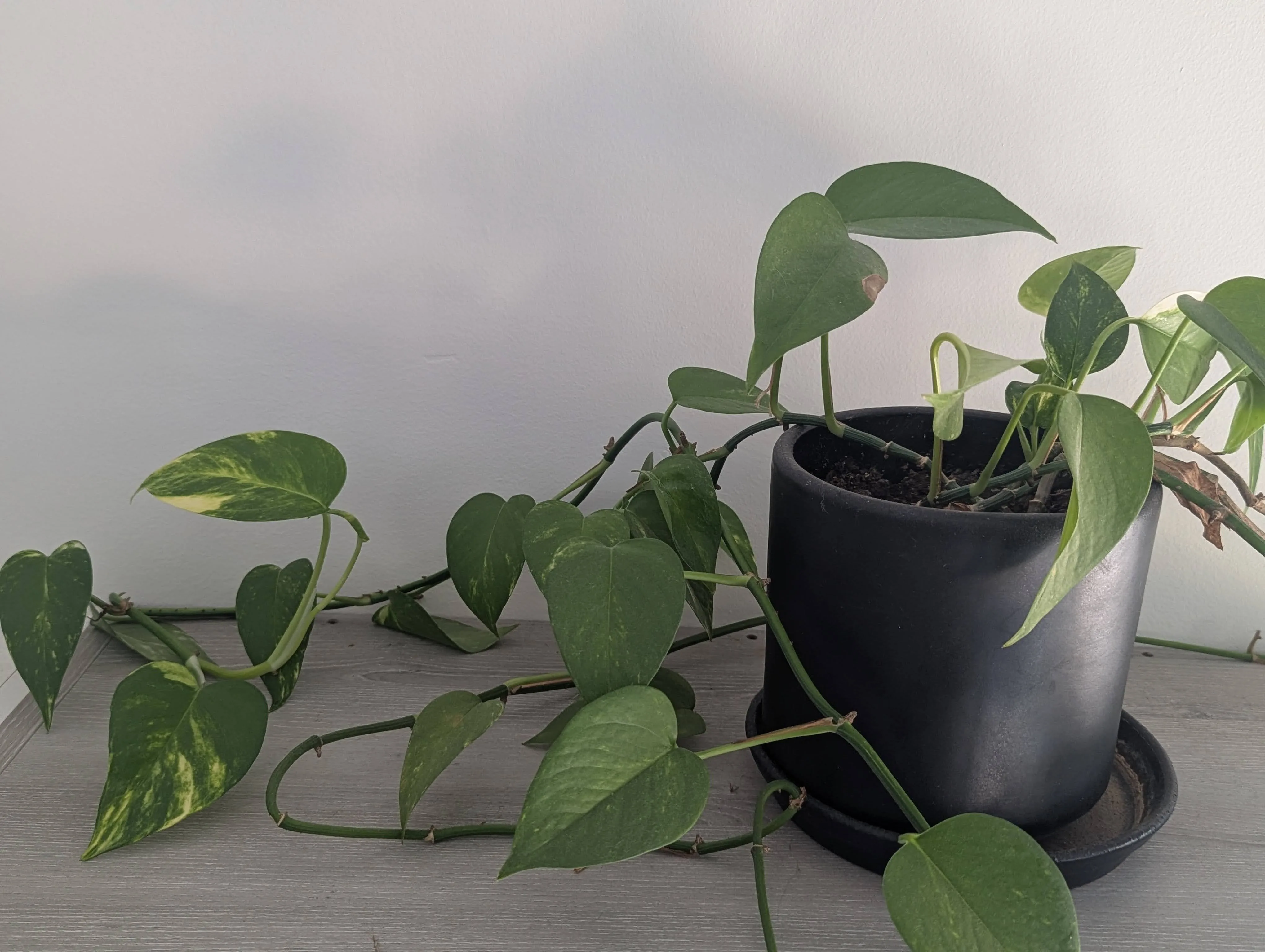 Beatiful Large Pothos in Ceramic Pots thumbnail