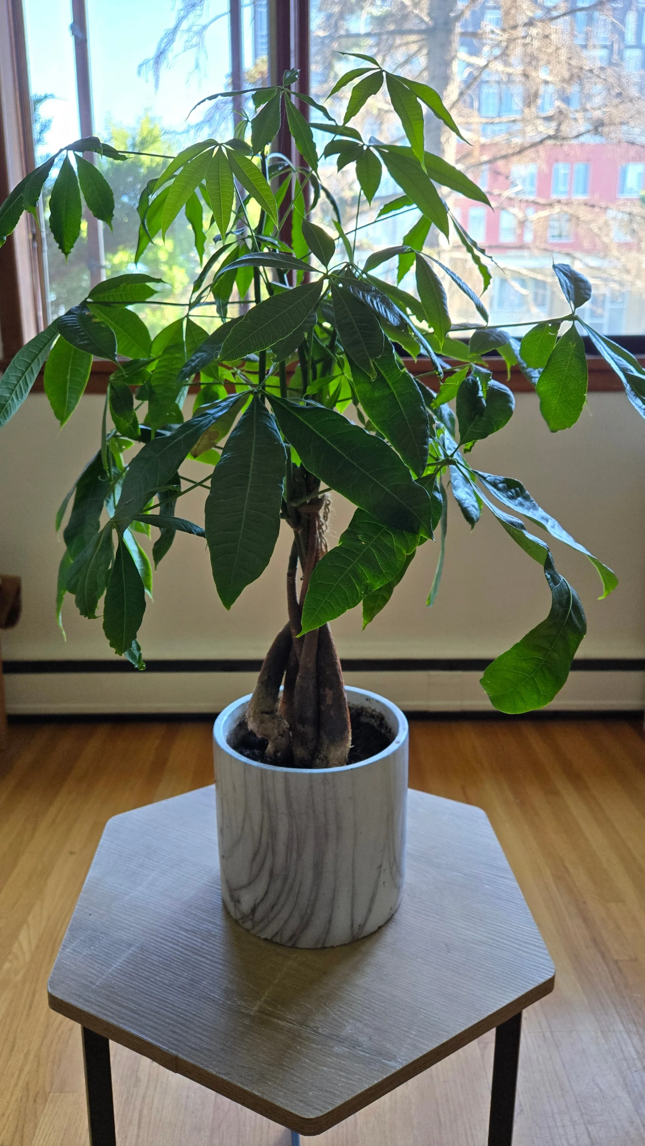 Beautiful Money Tree thumbnail