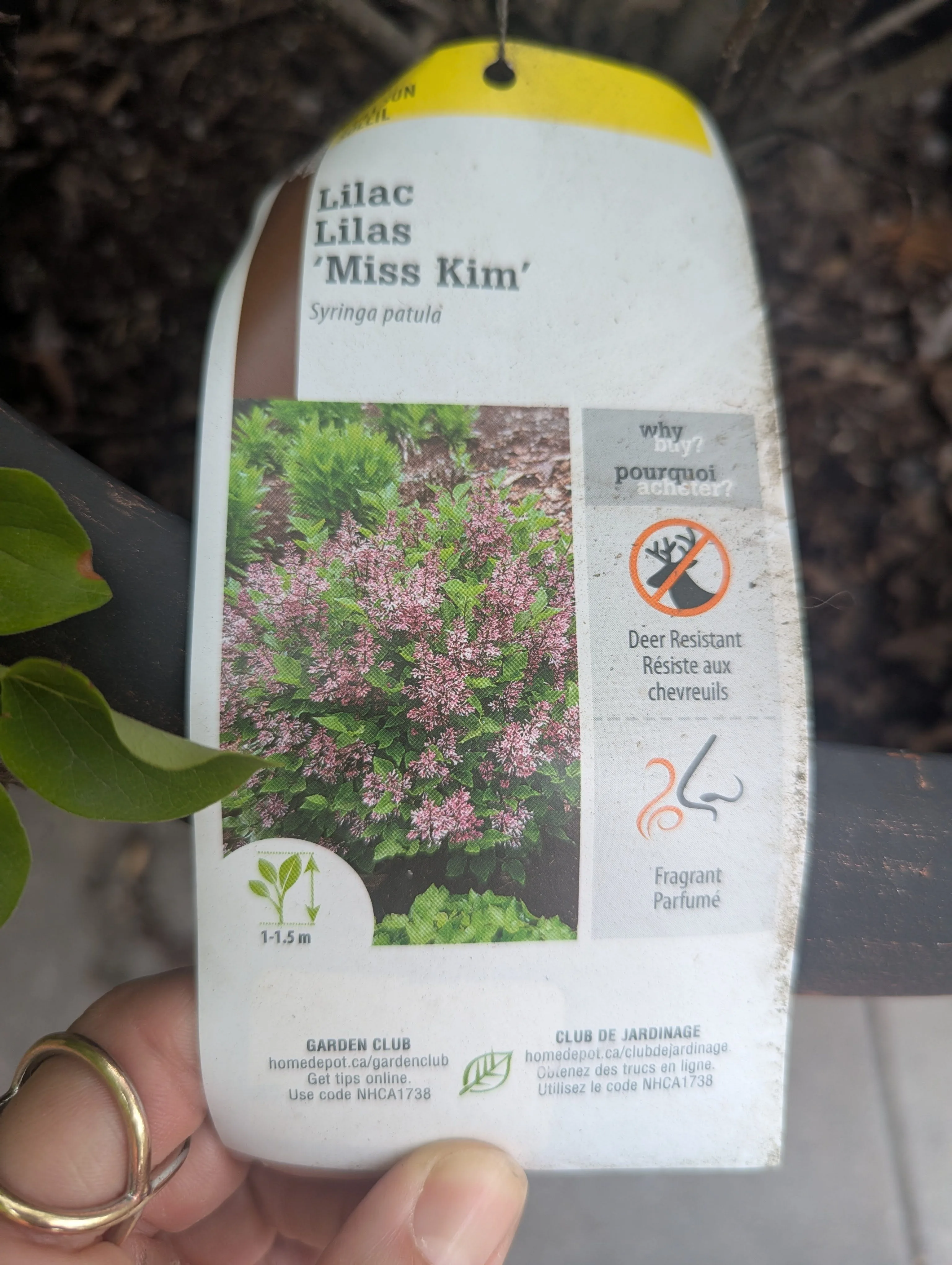 Lilac 'Miss Kim' Plant in Large Pot - Deer Resistant image indicator(3)