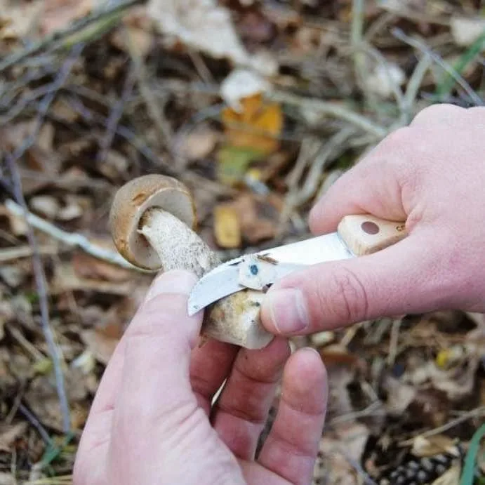 Pro Mushroom Foraging/Hunting Brush & Knife Tool image indicator(5)