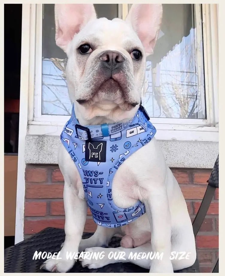 Social Media Influencer Phone Addiction Print Dog Harness - photo 4