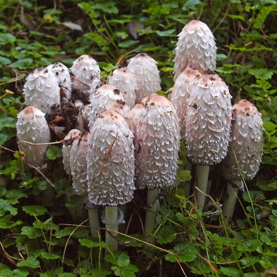MUSHROOMS! Mycology Book, Hunting Brush/Knife, & Field Guide! image indicator(4)