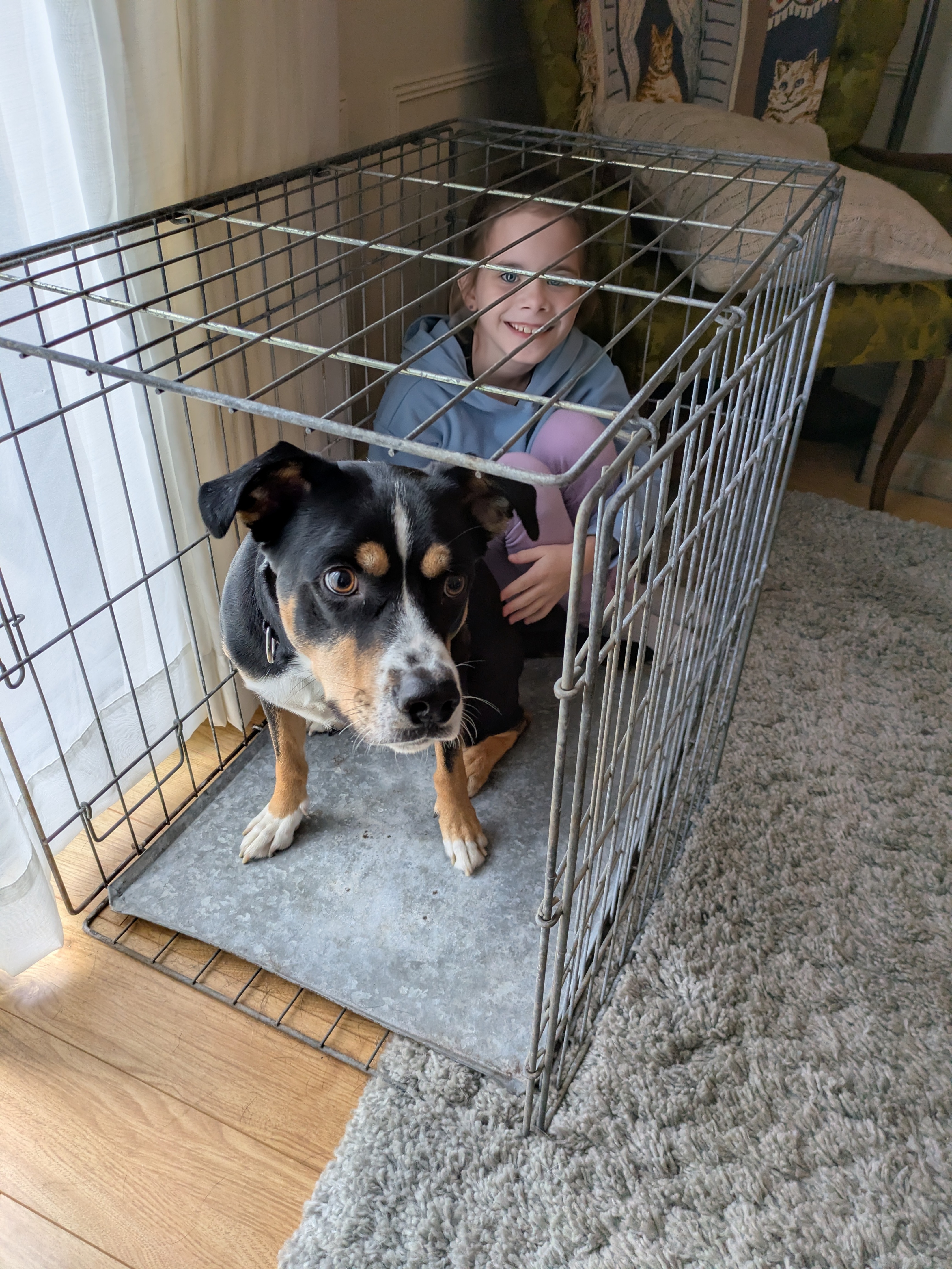 Large Dog Crate - photo 2