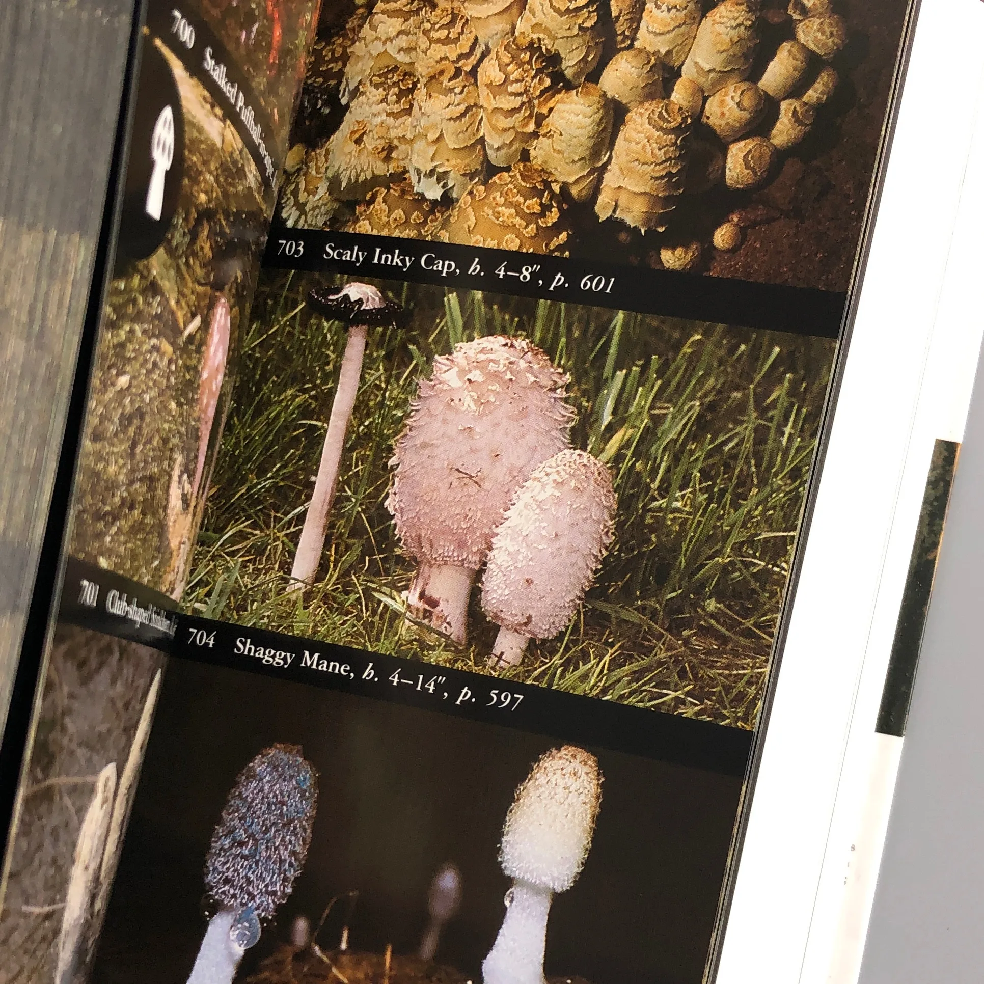 MUSHROOMS! Mycology Book, Hunting Brush/Knife, & Field Guide! image indicator(3)