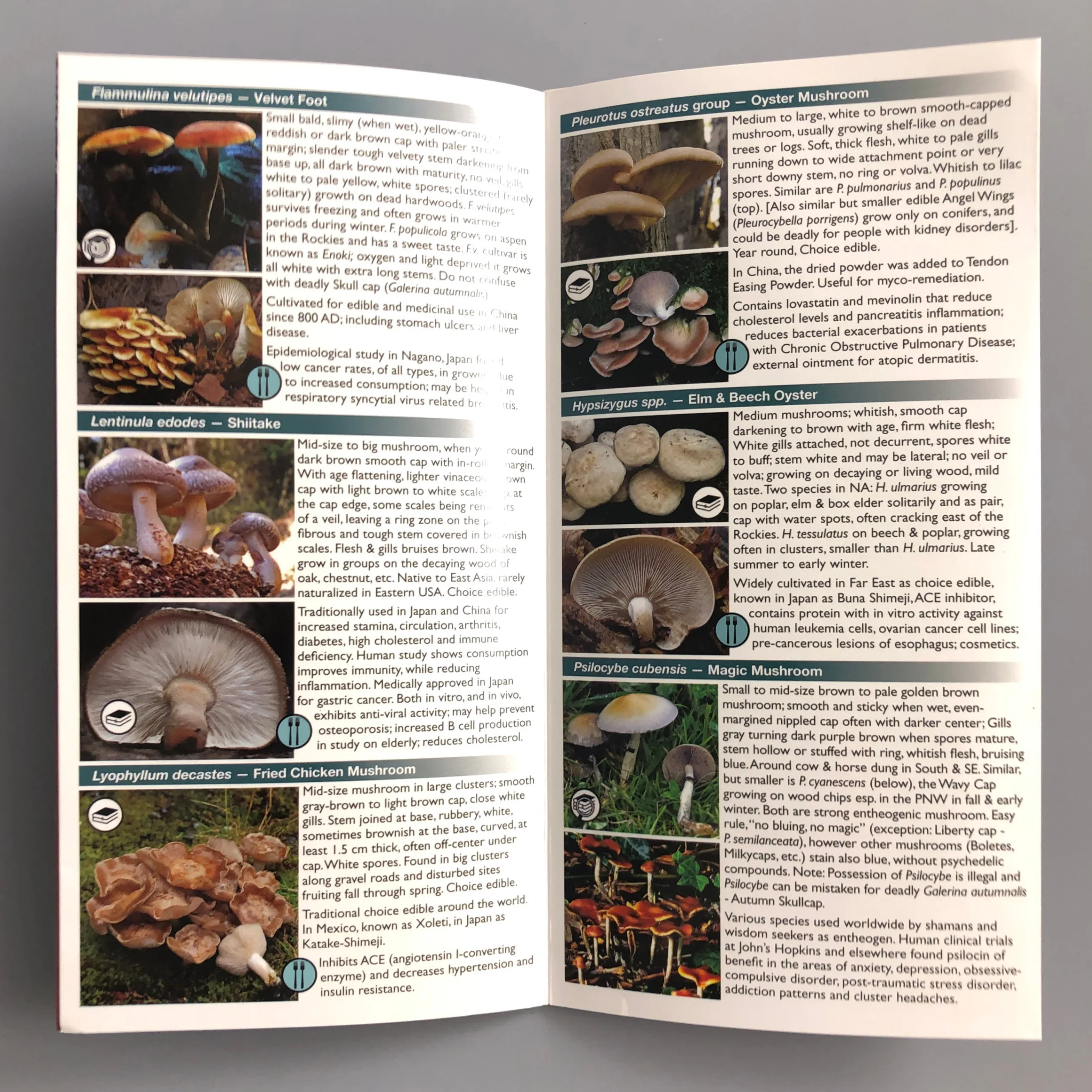 MUSHROOMS! Mycology Book, Hunting Brush/Knife, & Field Guide! image indicator(10)