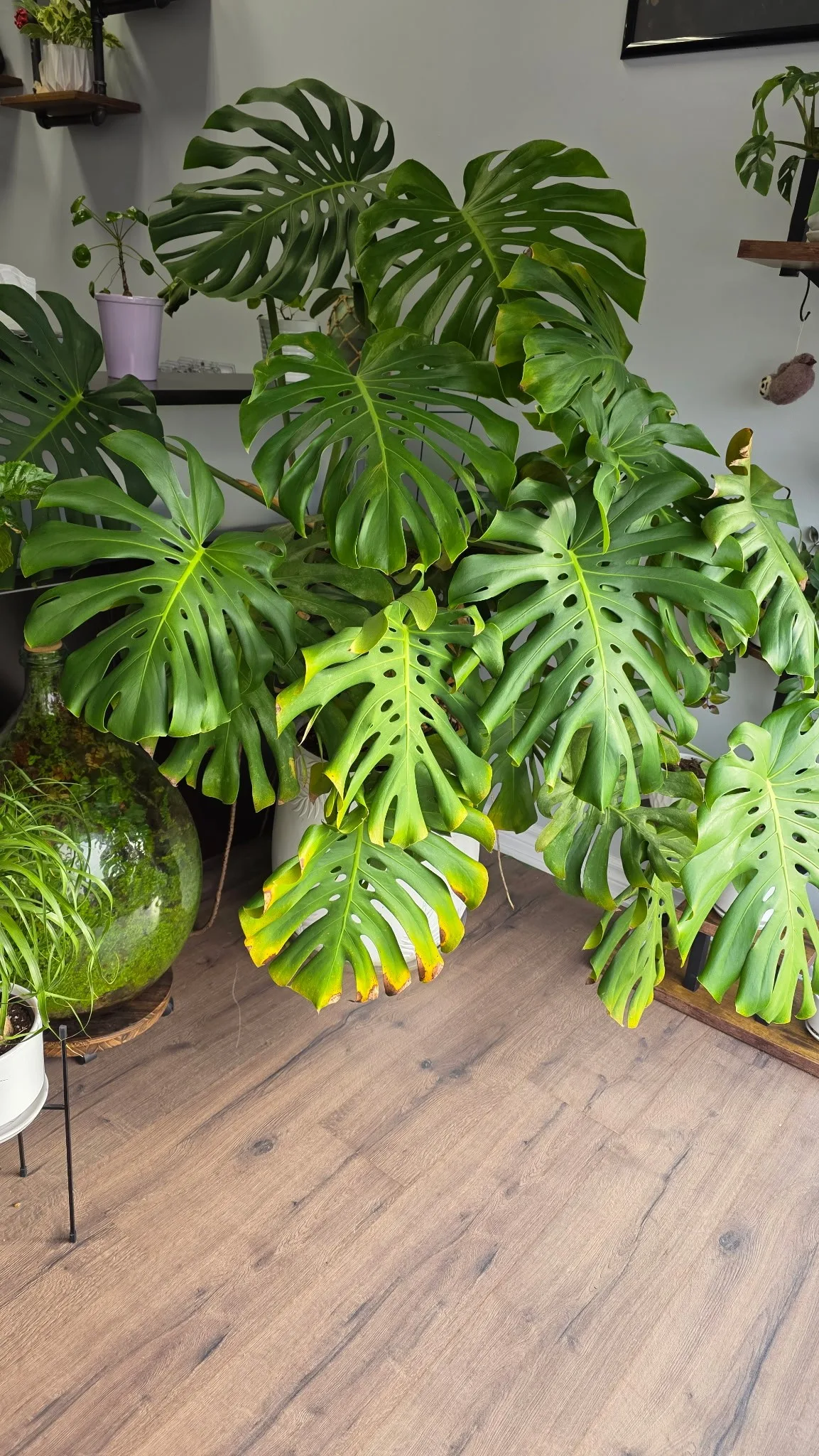 Giant Monstera Plant in 15” White Ceramic Pot