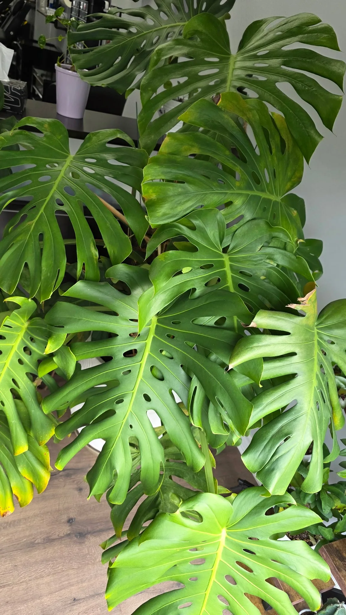 Giant Monstera Plant in 15” White Ceramic Pot image indicator(2)