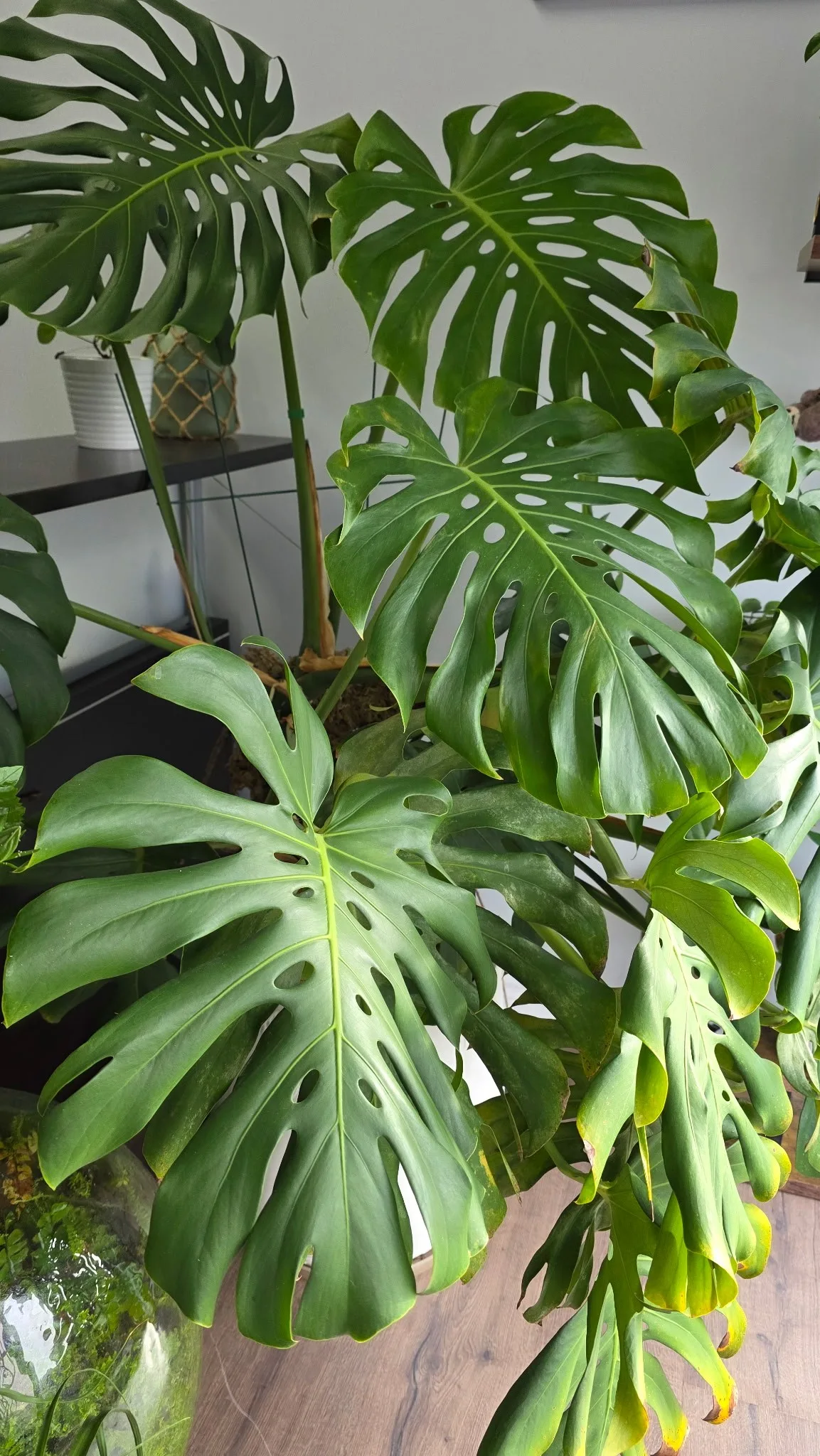 Giant Monstera Plant in 15” White Ceramic Pot image indicator(4)