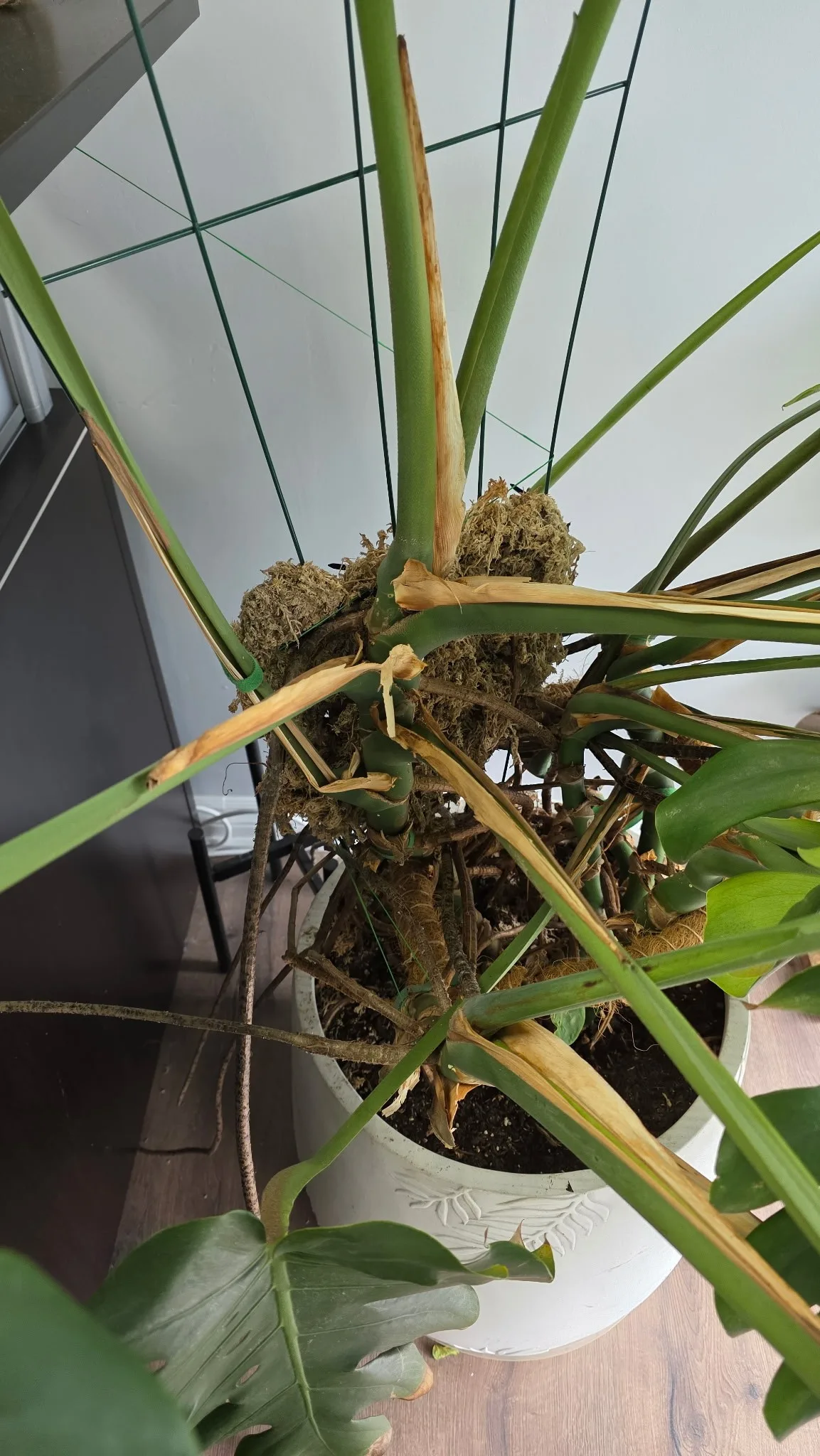 Giant Monstera Plant in 15” White Ceramic Pot image indicator(6)