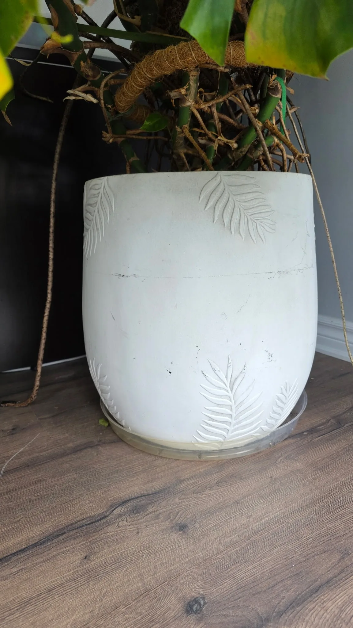 Giant Monstera Plant in 15” White Ceramic Pot image indicator(7)