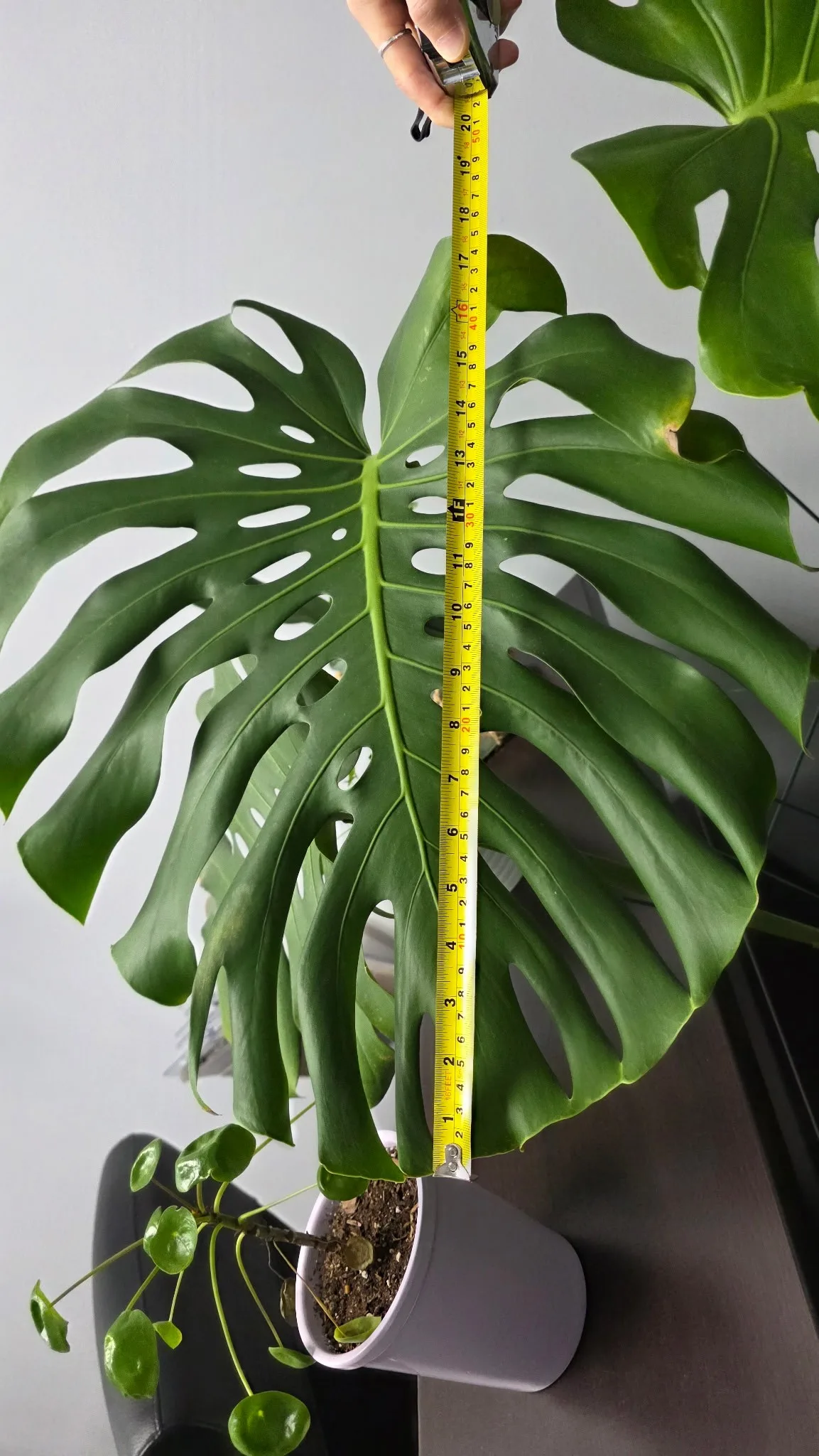 Giant Monstera Plant in 15” White Ceramic Pot image indicator(3)