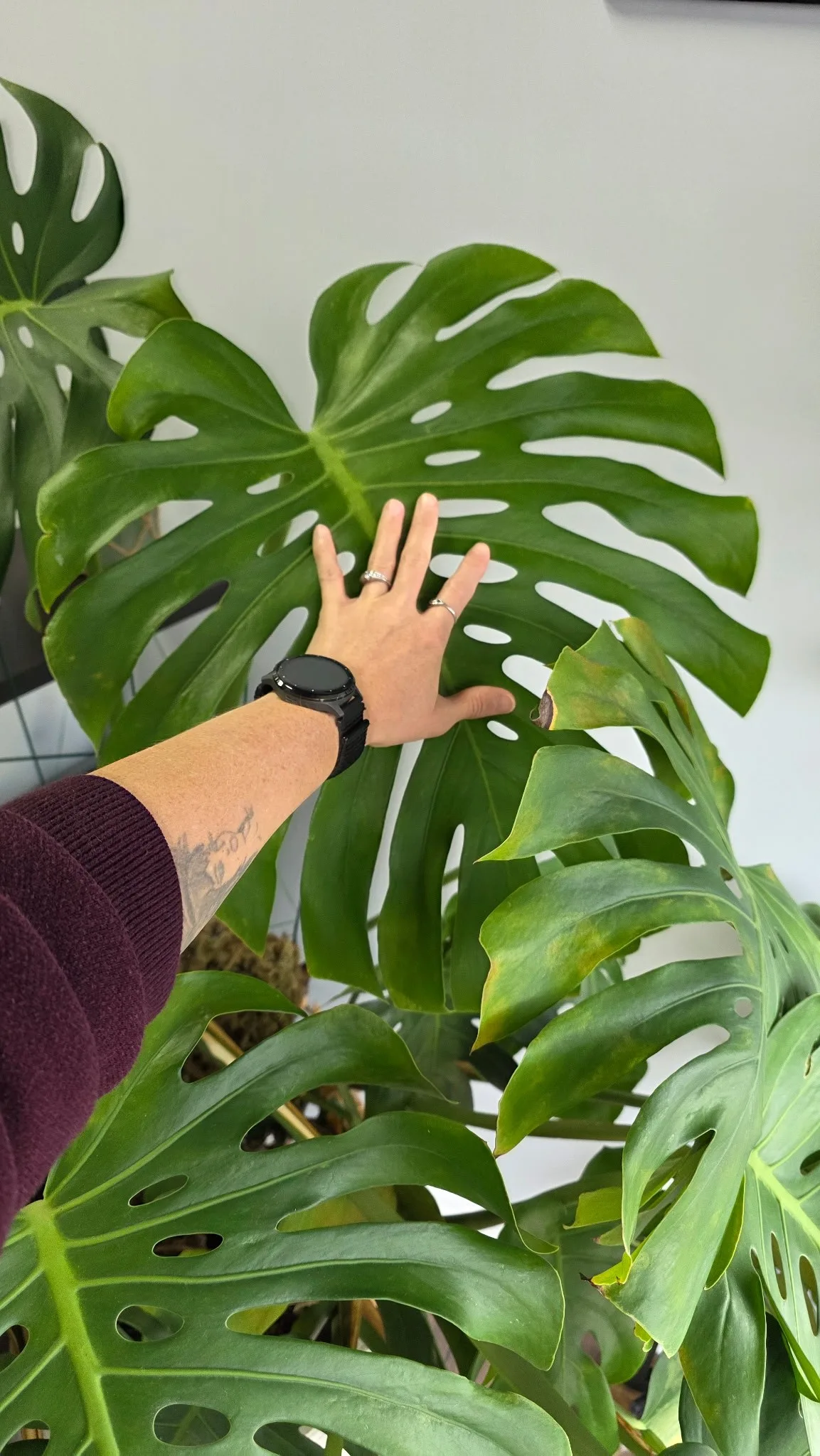 Giant Monstera Plant in 15” White Ceramic Pot image indicator(5)