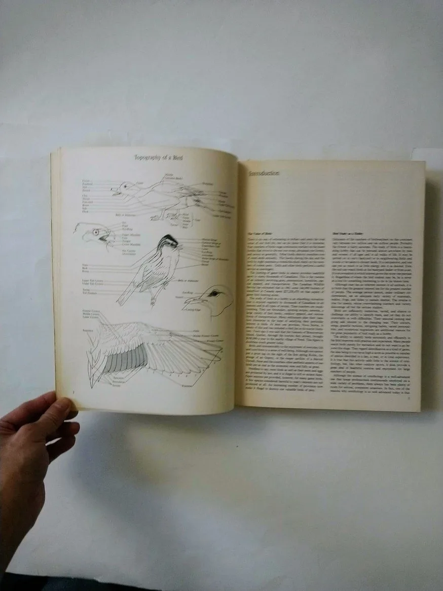 The Birds of Canada! image indicator(3)