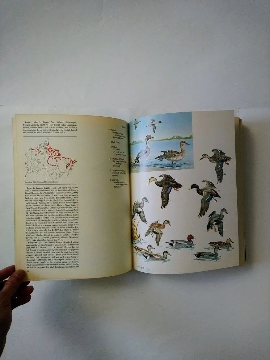 The Birds of Canada! image indicator(4)