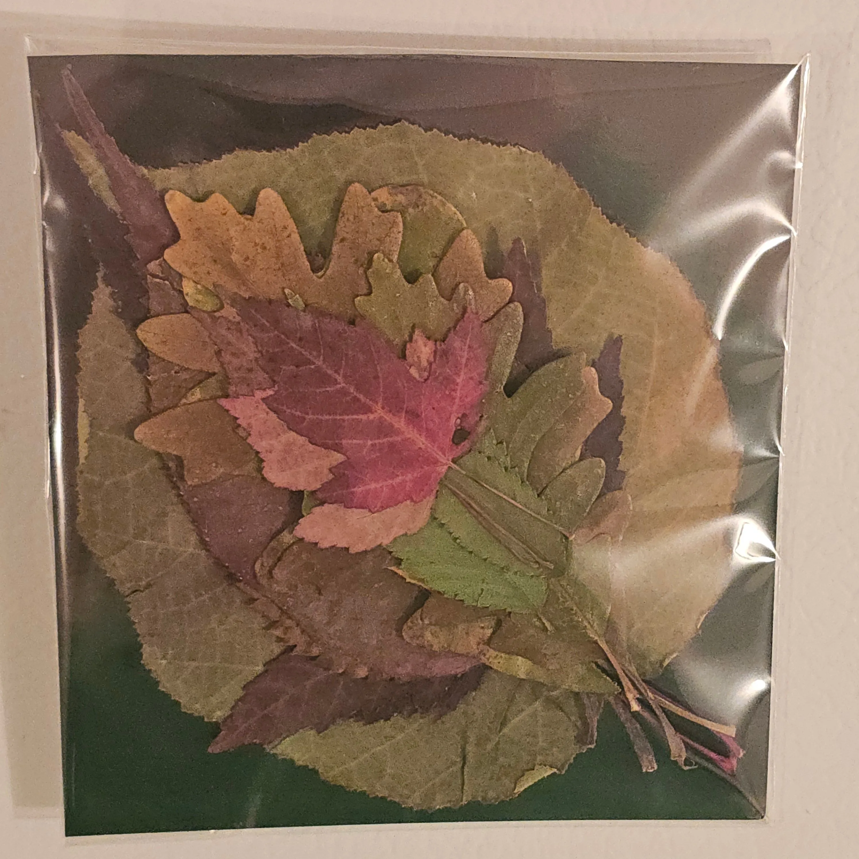 Variety Leaf Pack - 15 Pieces