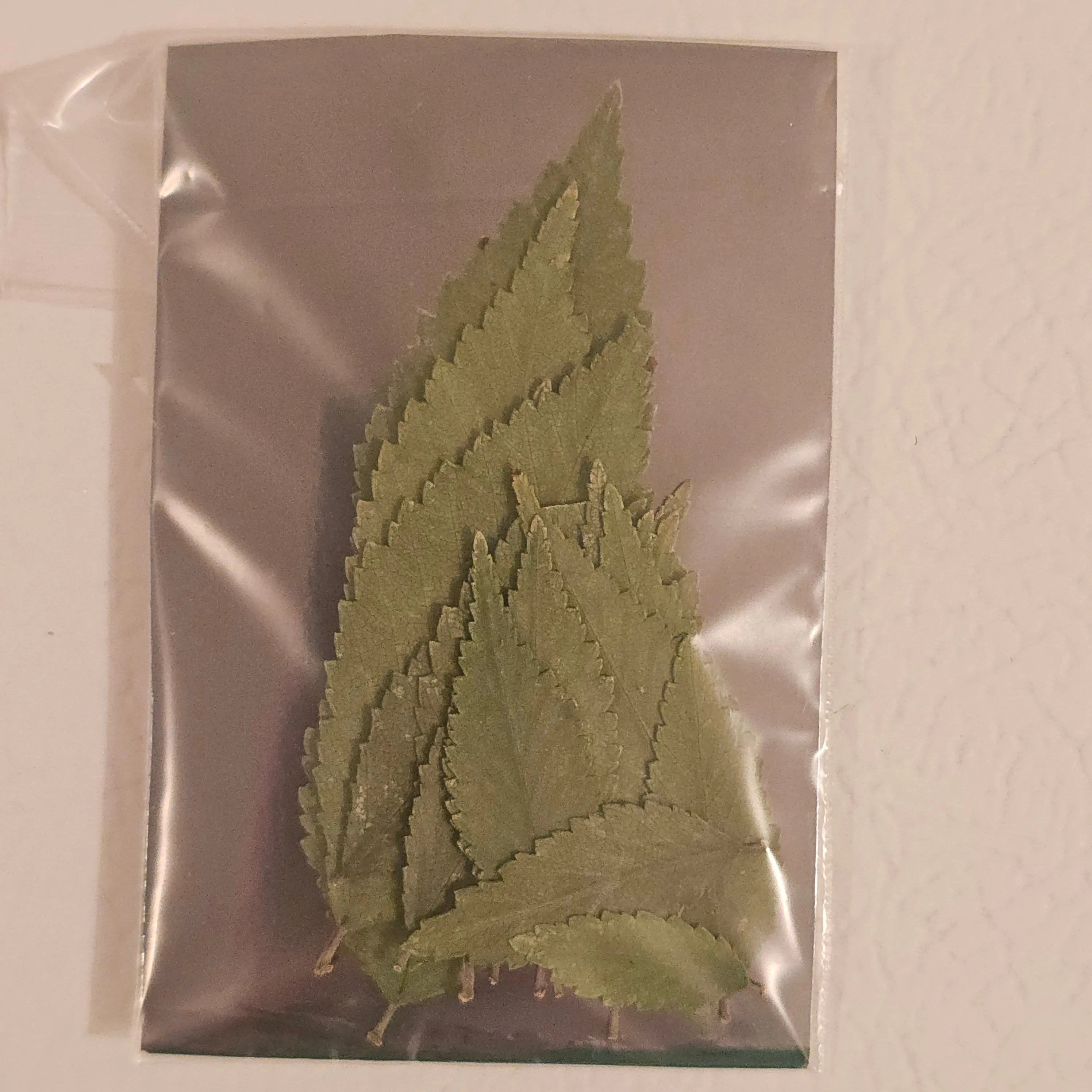 18 Dried & Pressed Elm Leaves