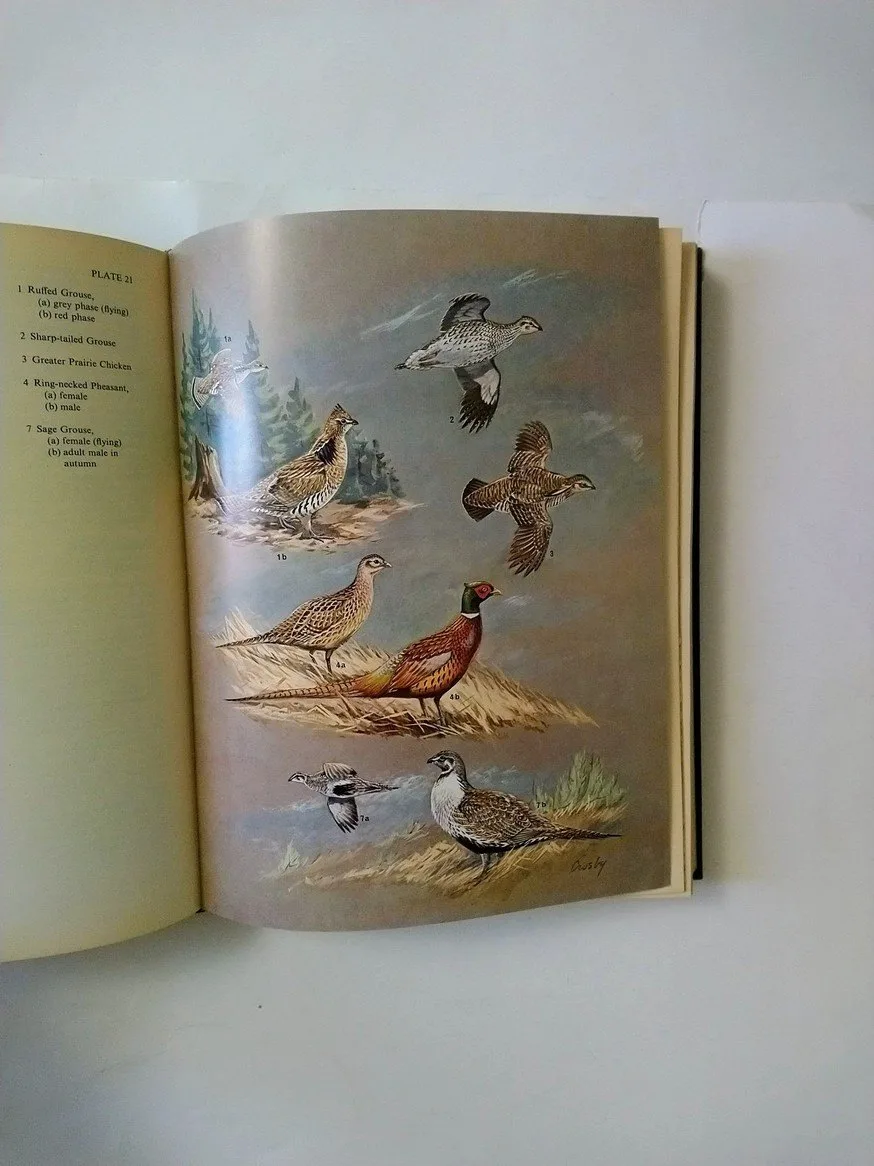 The Birds of Canada! image indicator(6)