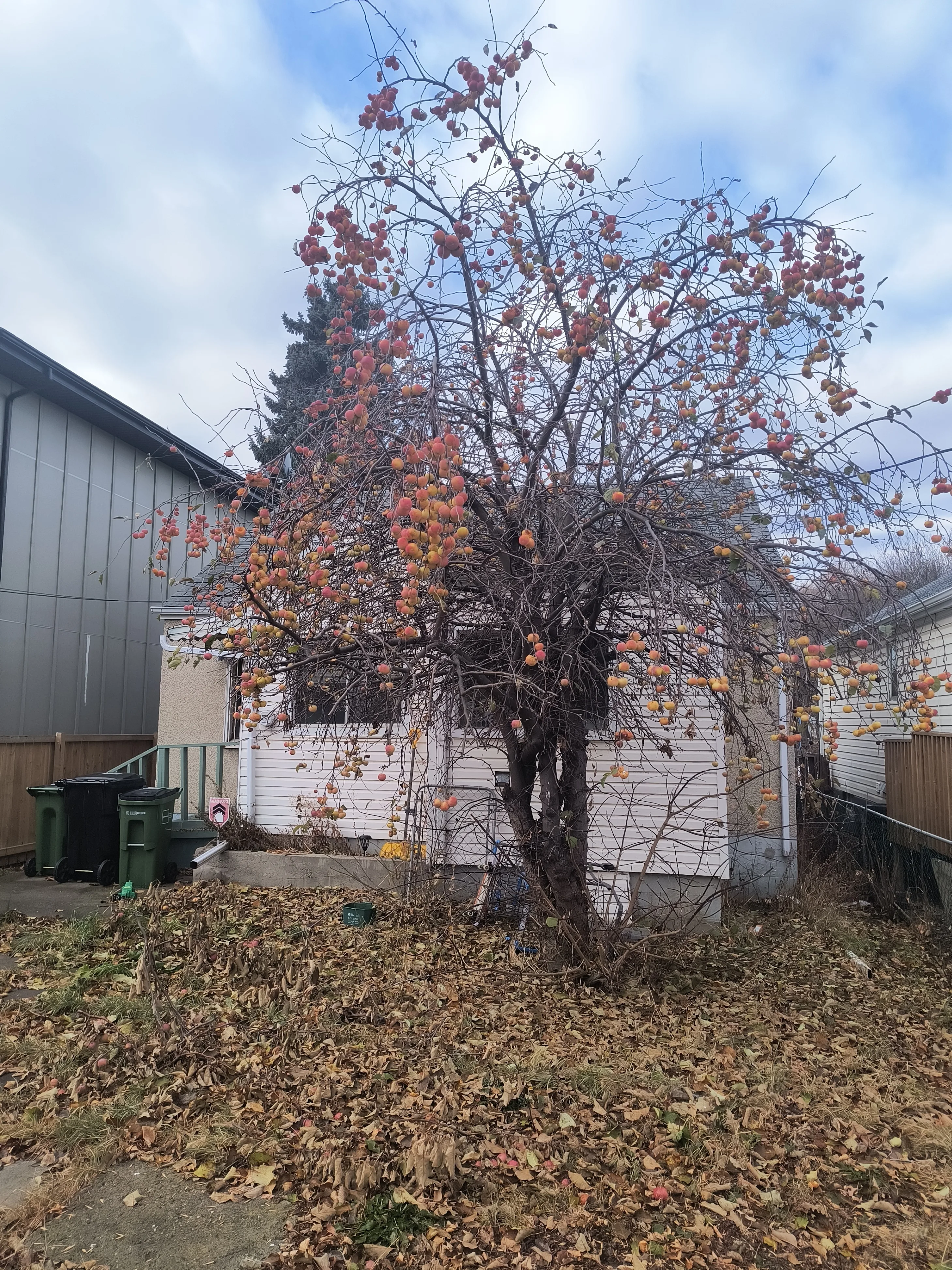 INVESTOR ALERT: BUNGALOW WITH RELIABLE TENANT--PLEASE NO REALTOR image indicator(2)