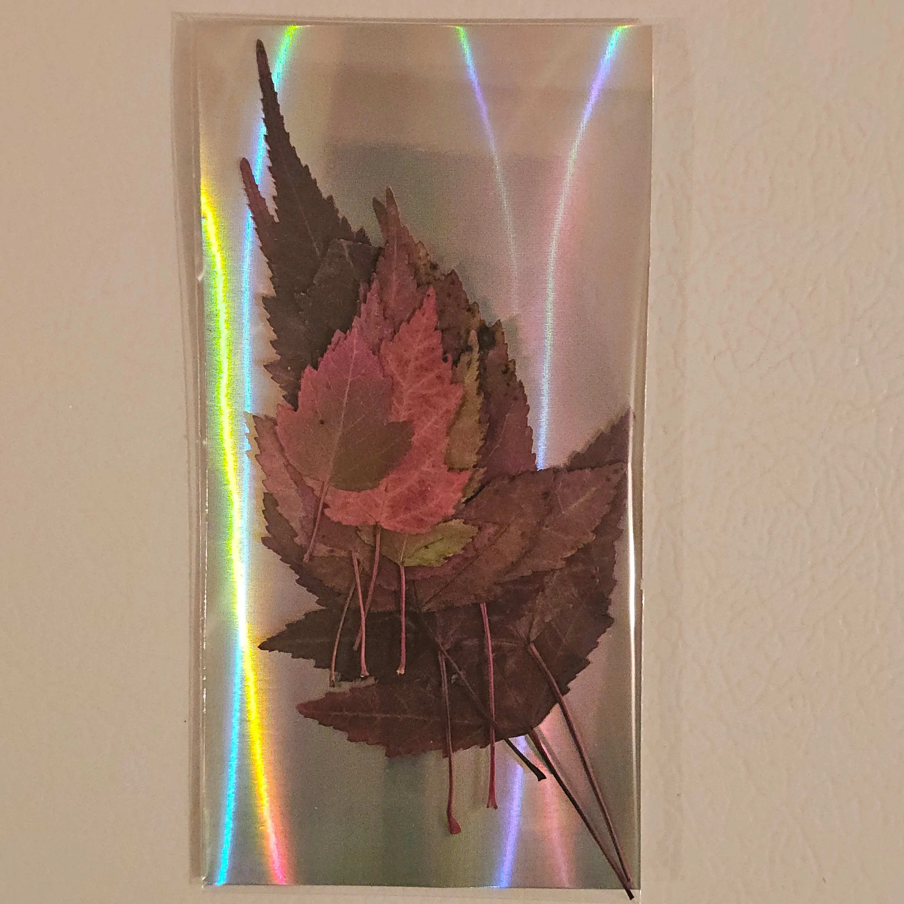 Maple Leaf Variety Pack