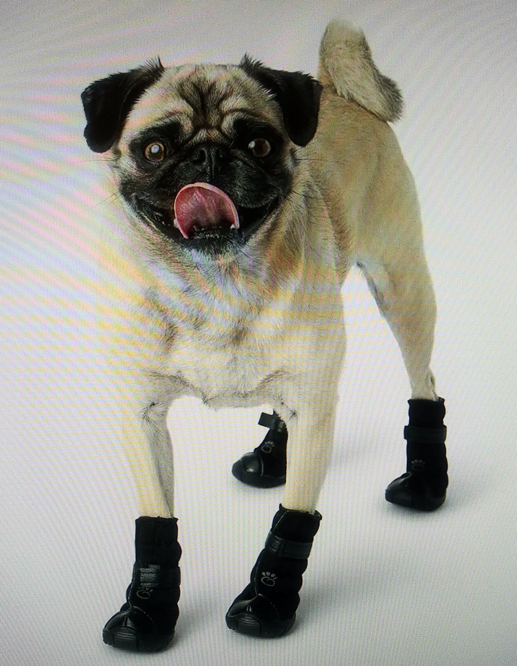 Dog Boots - Paw Protection - photo 3