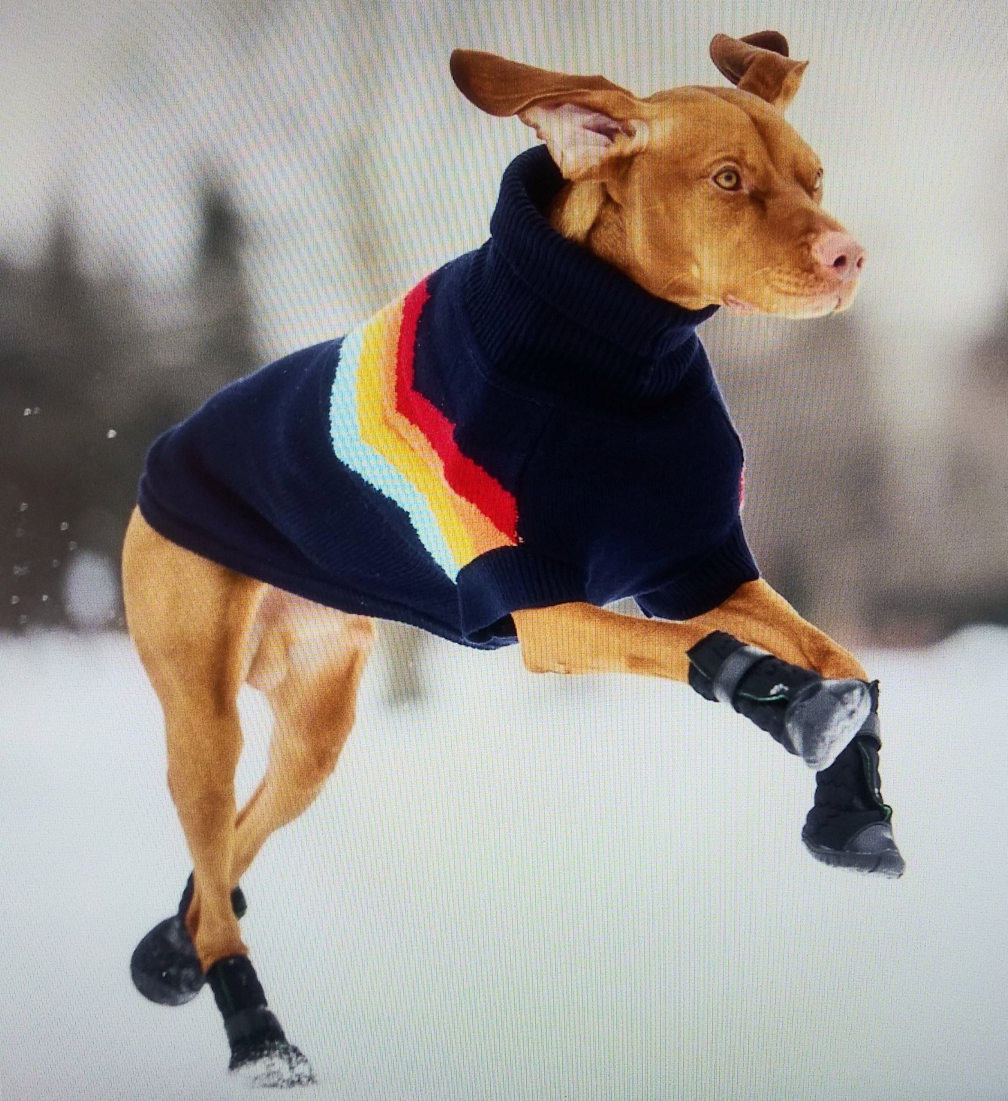 Dog Boots - Paw Protection - photo 4