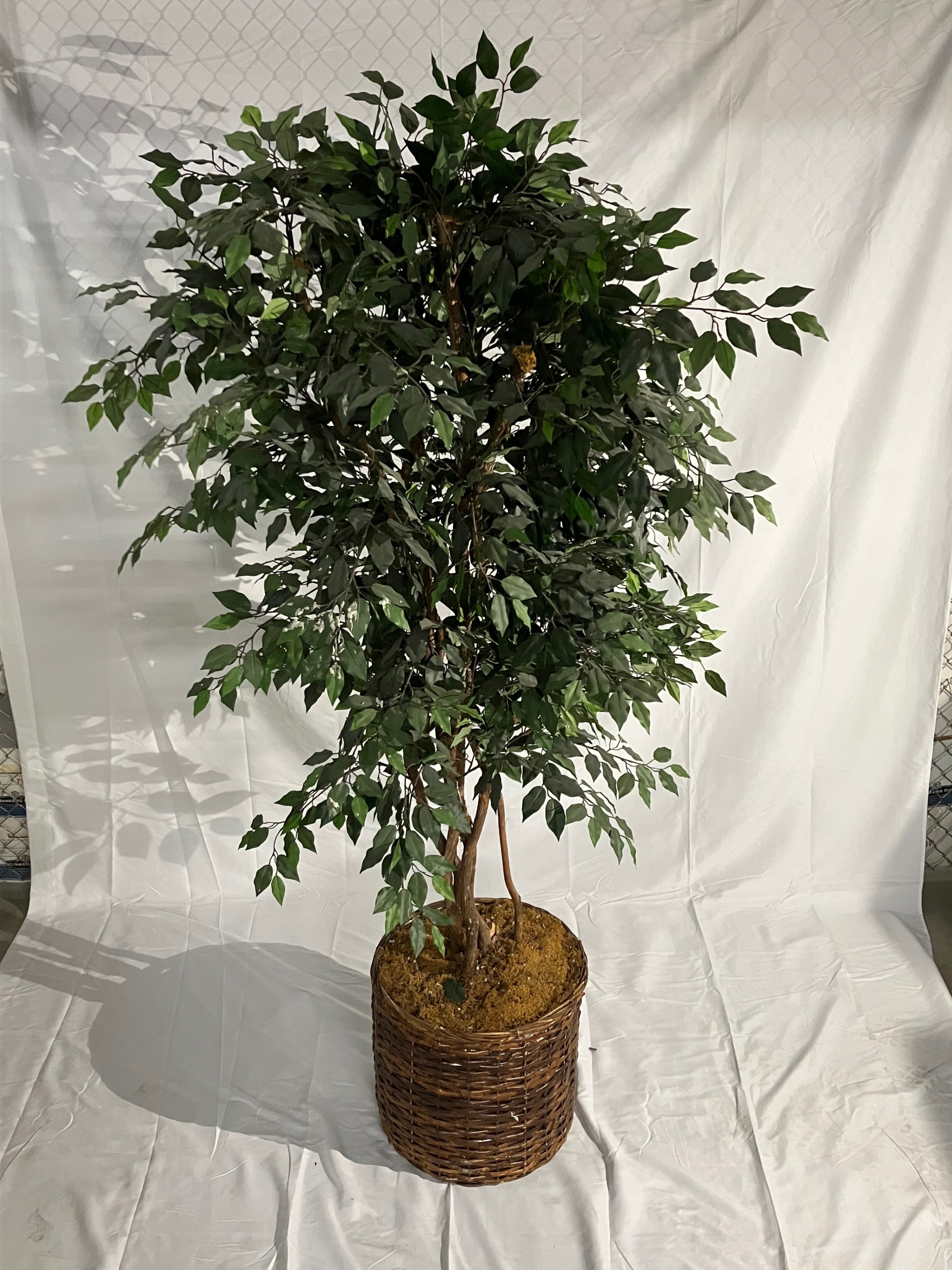 Williams 8' Ficus Tree - Brown Basket - photo 2