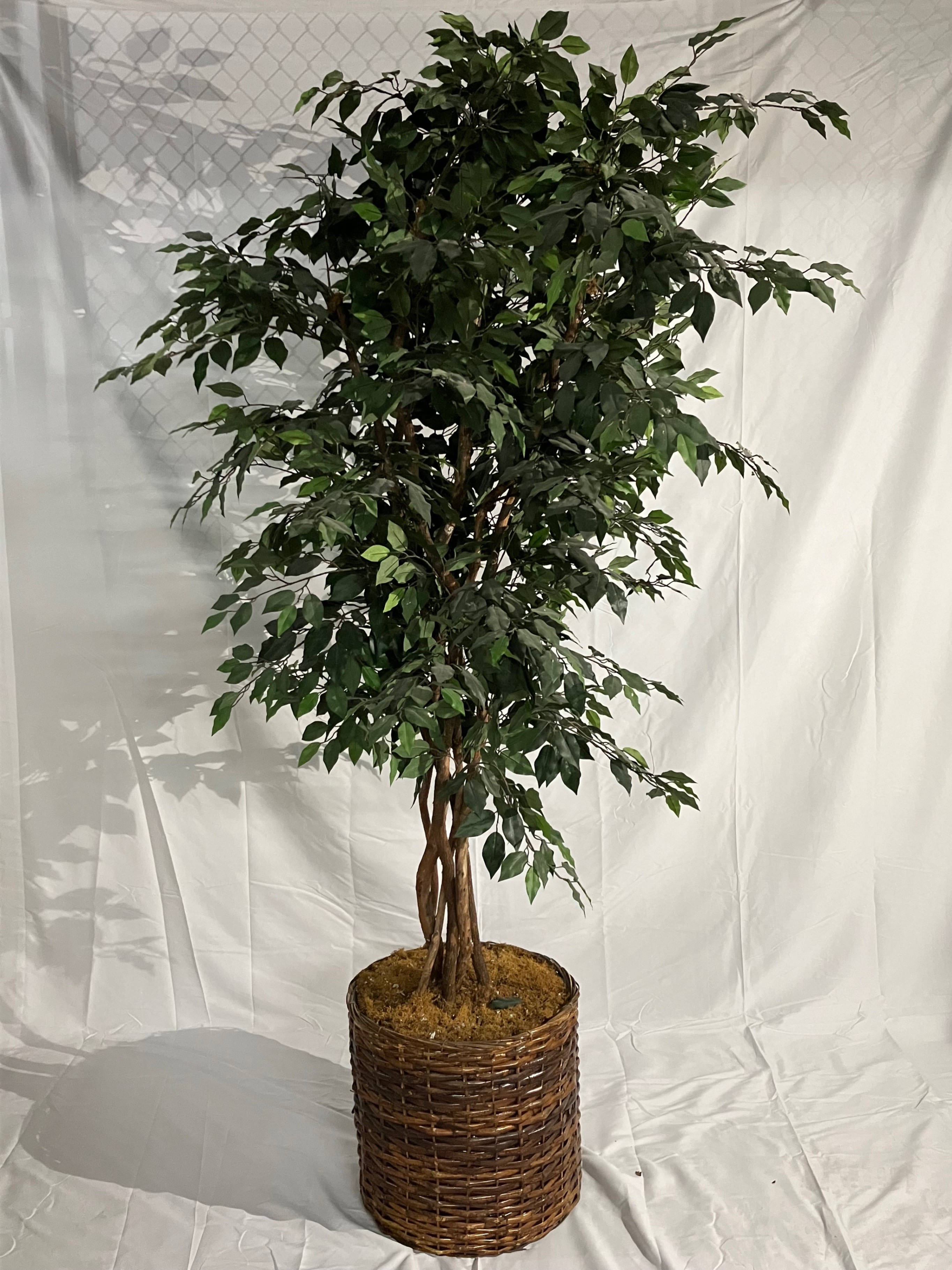 Williams 8' Ficus Tree - Brown Basket - photo 3