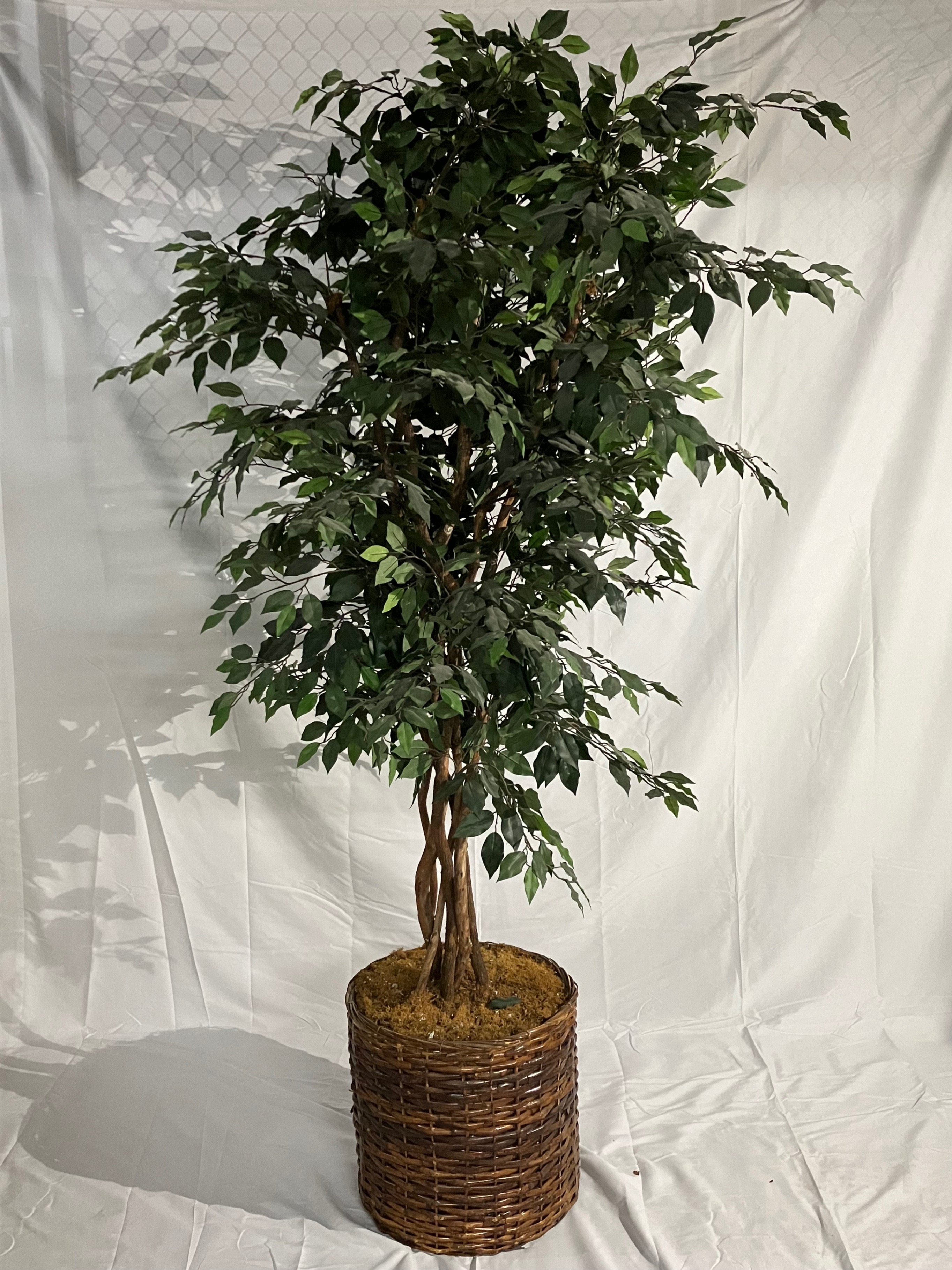 Williams 8' Ficus Tree - Brown Basket