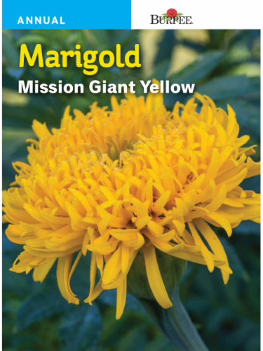 2 Burpee Marigold Mission Giant Yellow Seeds