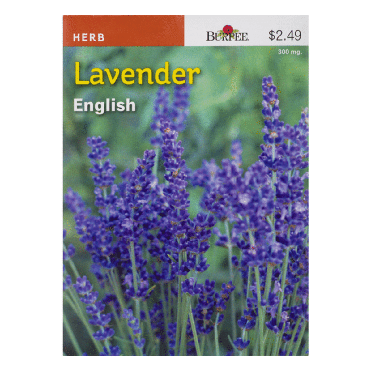 4 Burpee English Lavender Herb Seeds