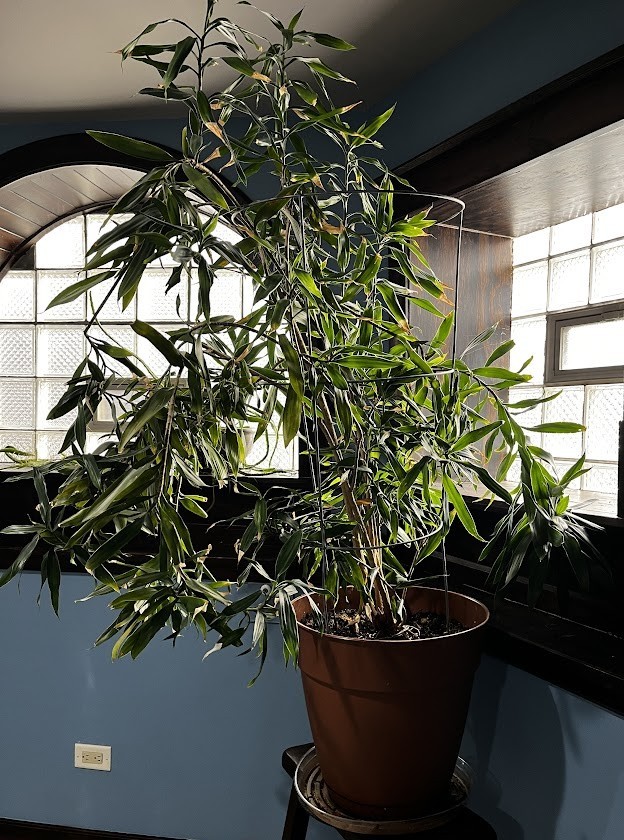 Houseplant - Dracaena - 16"